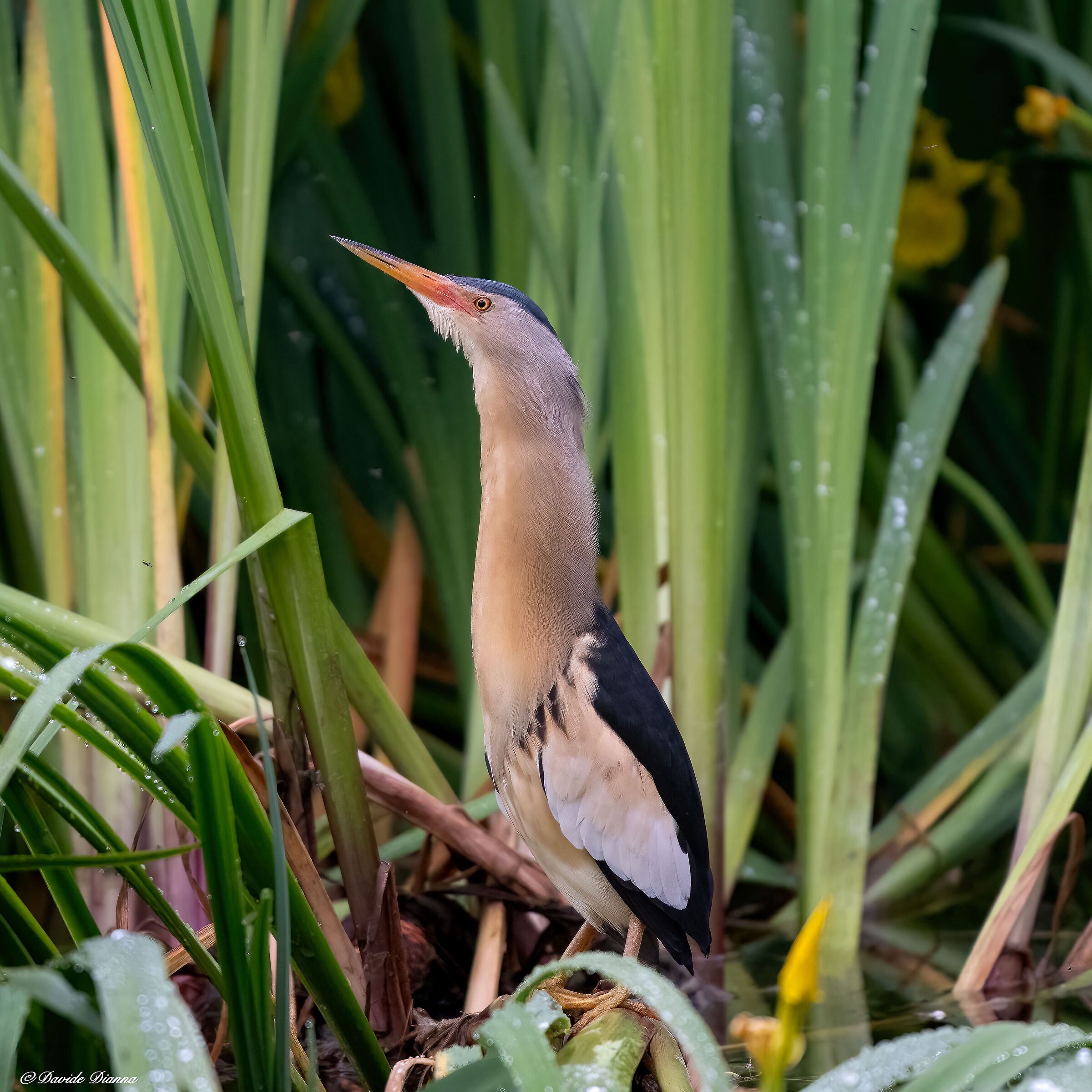 Little bittern