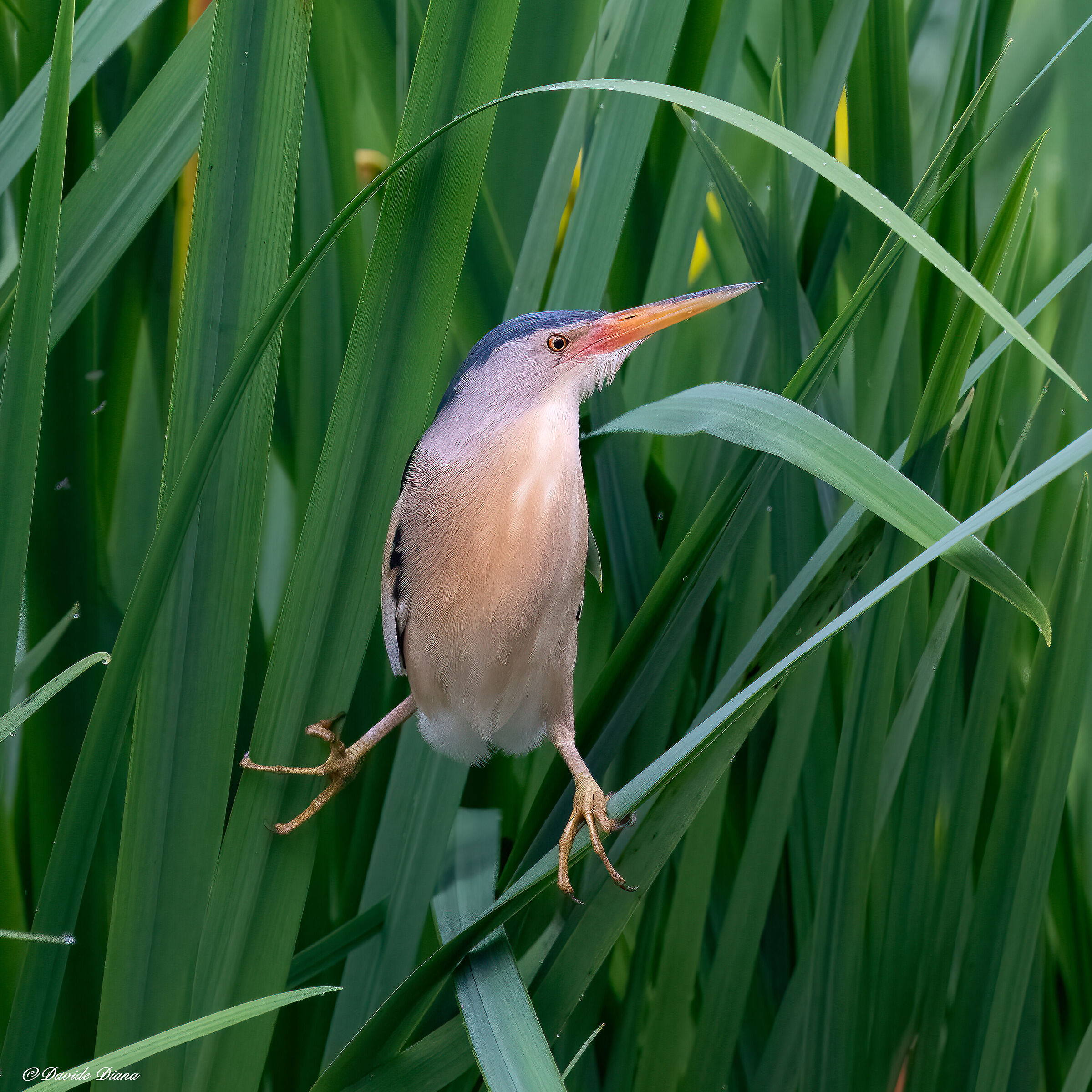 Little bittern