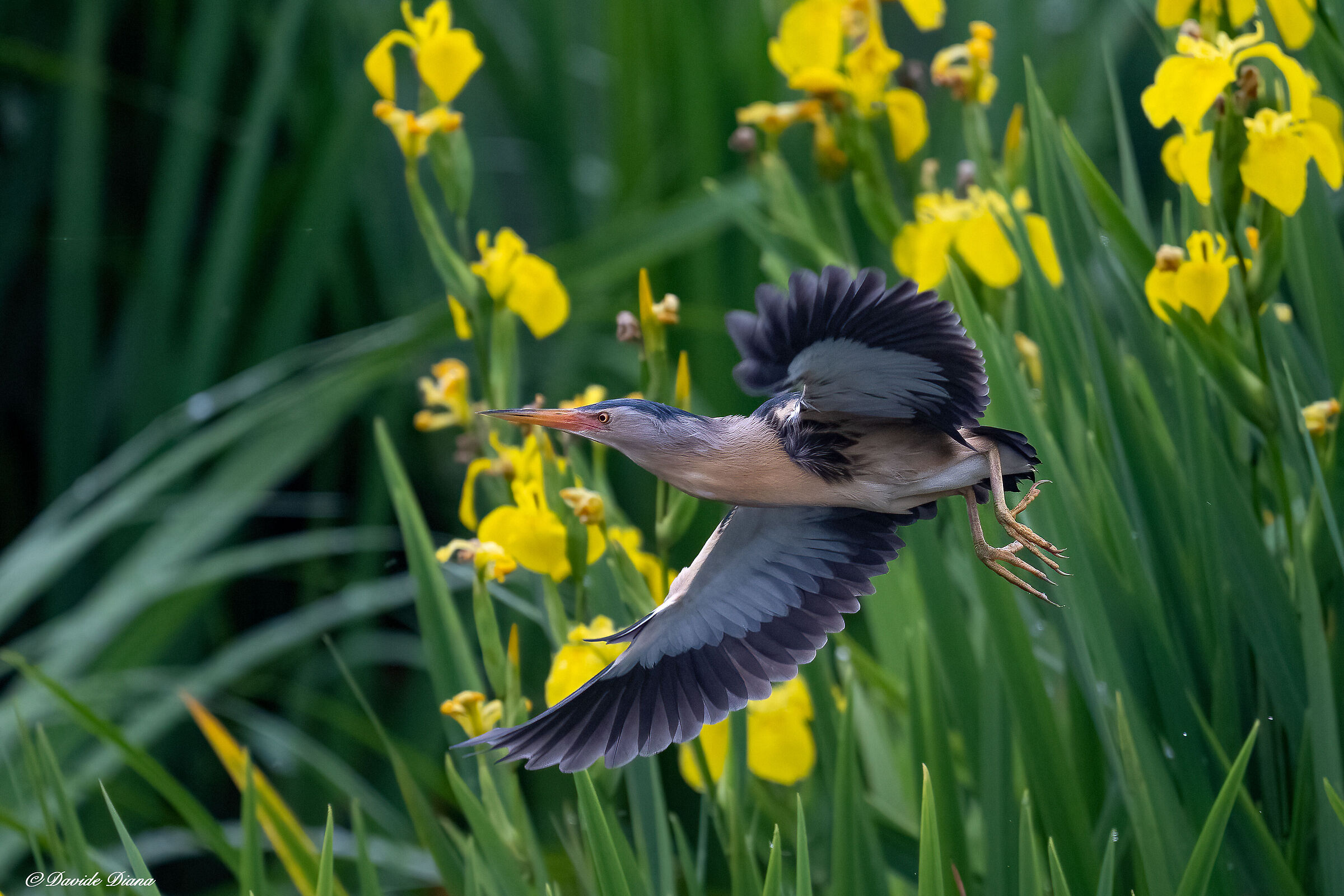 Little bittern