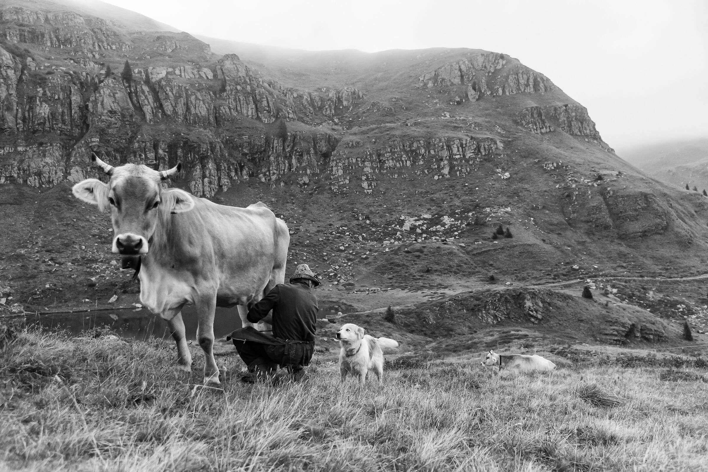 The Malghese (malga project)