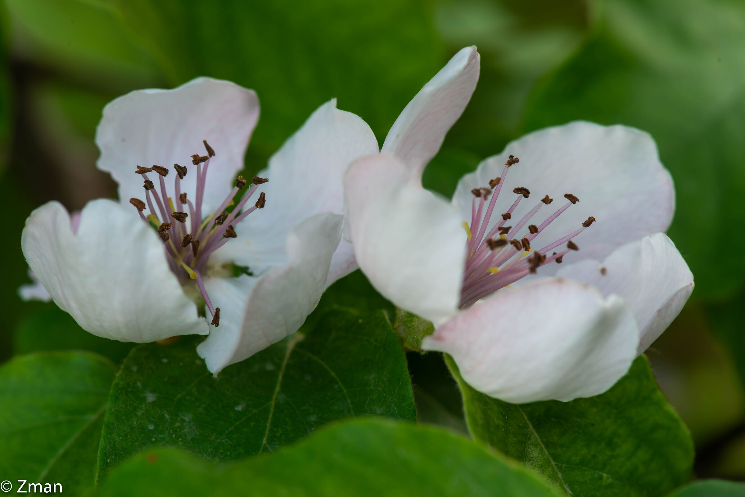 Quince Bloom