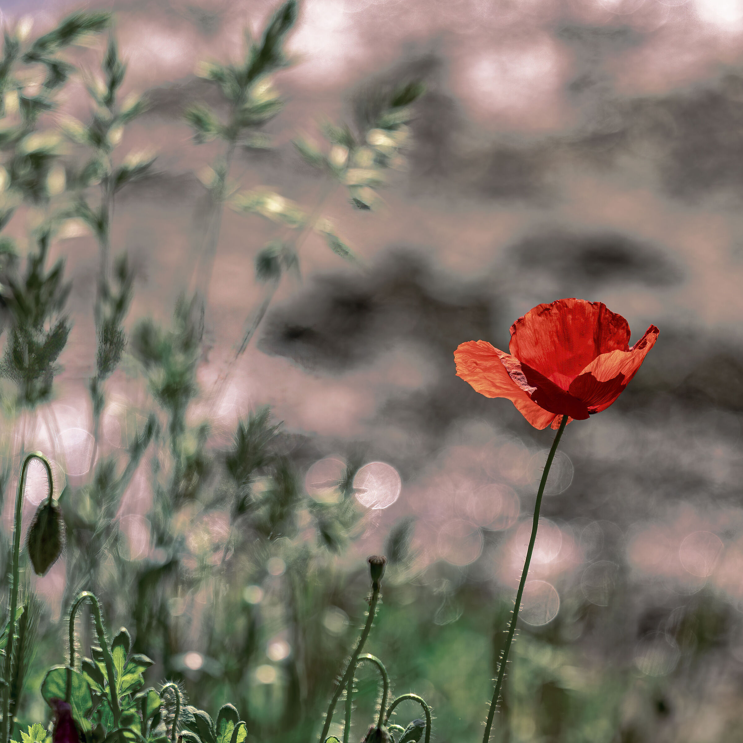 Il papavero solitario