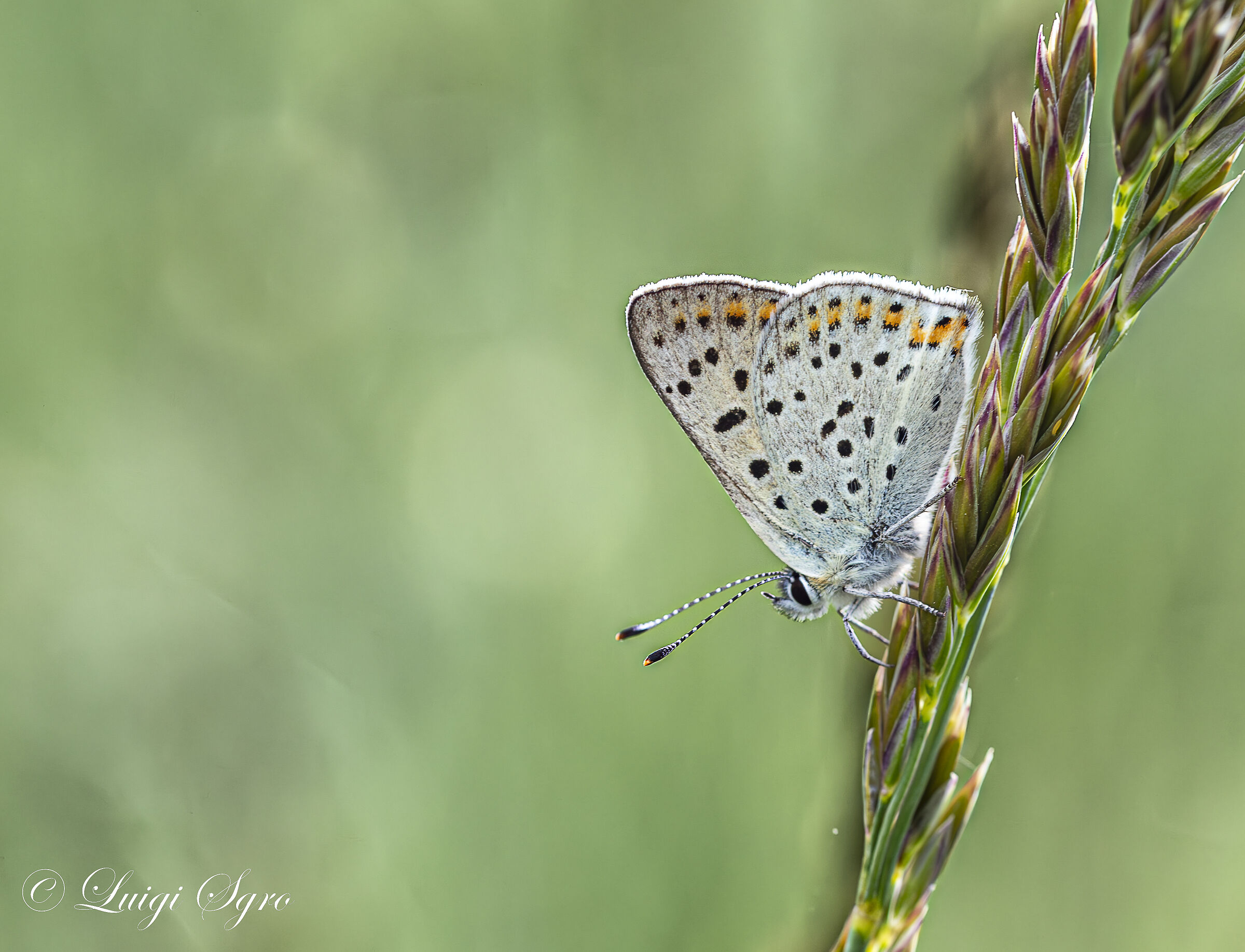 Little Butterfly