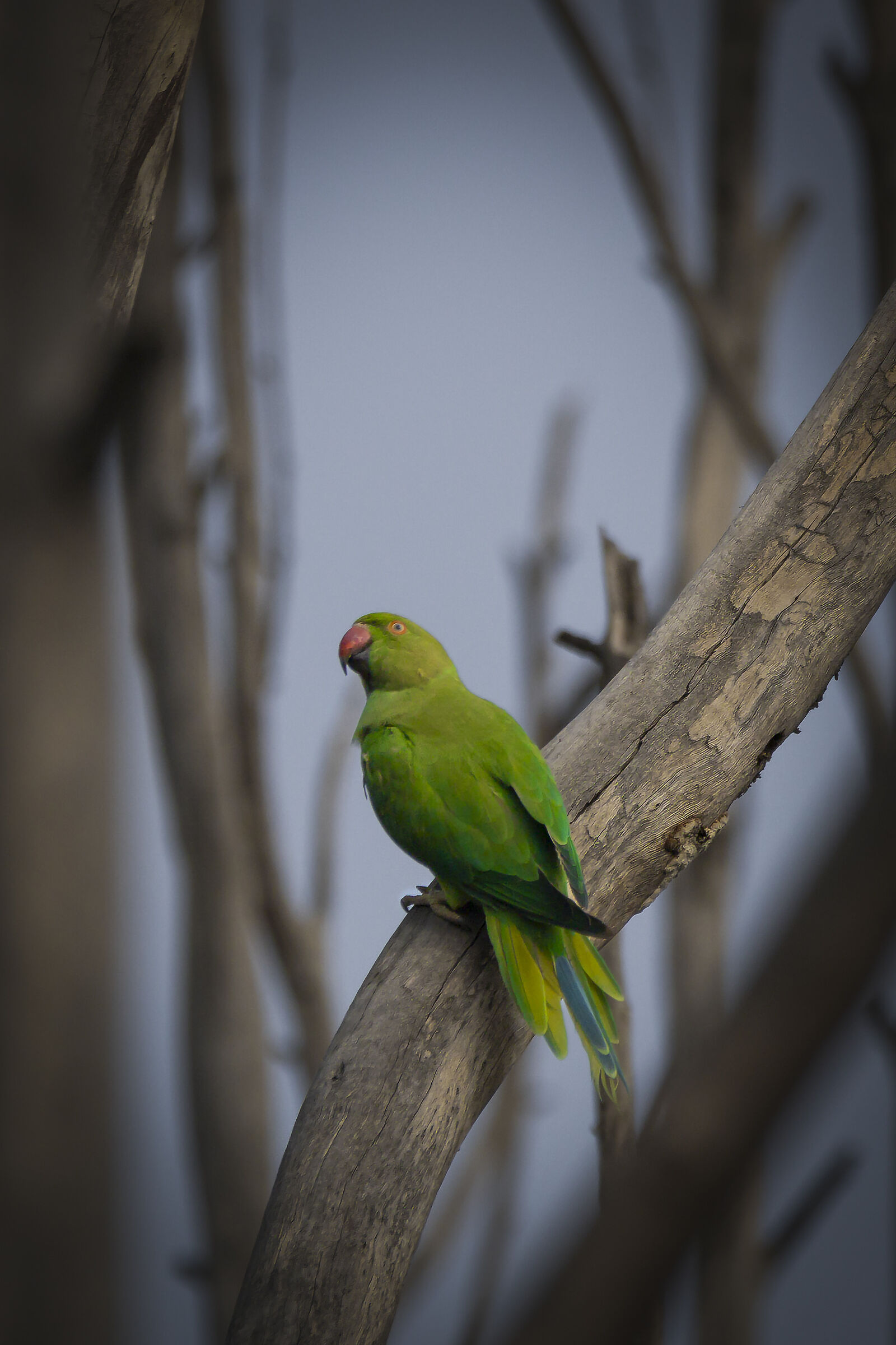 Rose ringed Parakeet Female