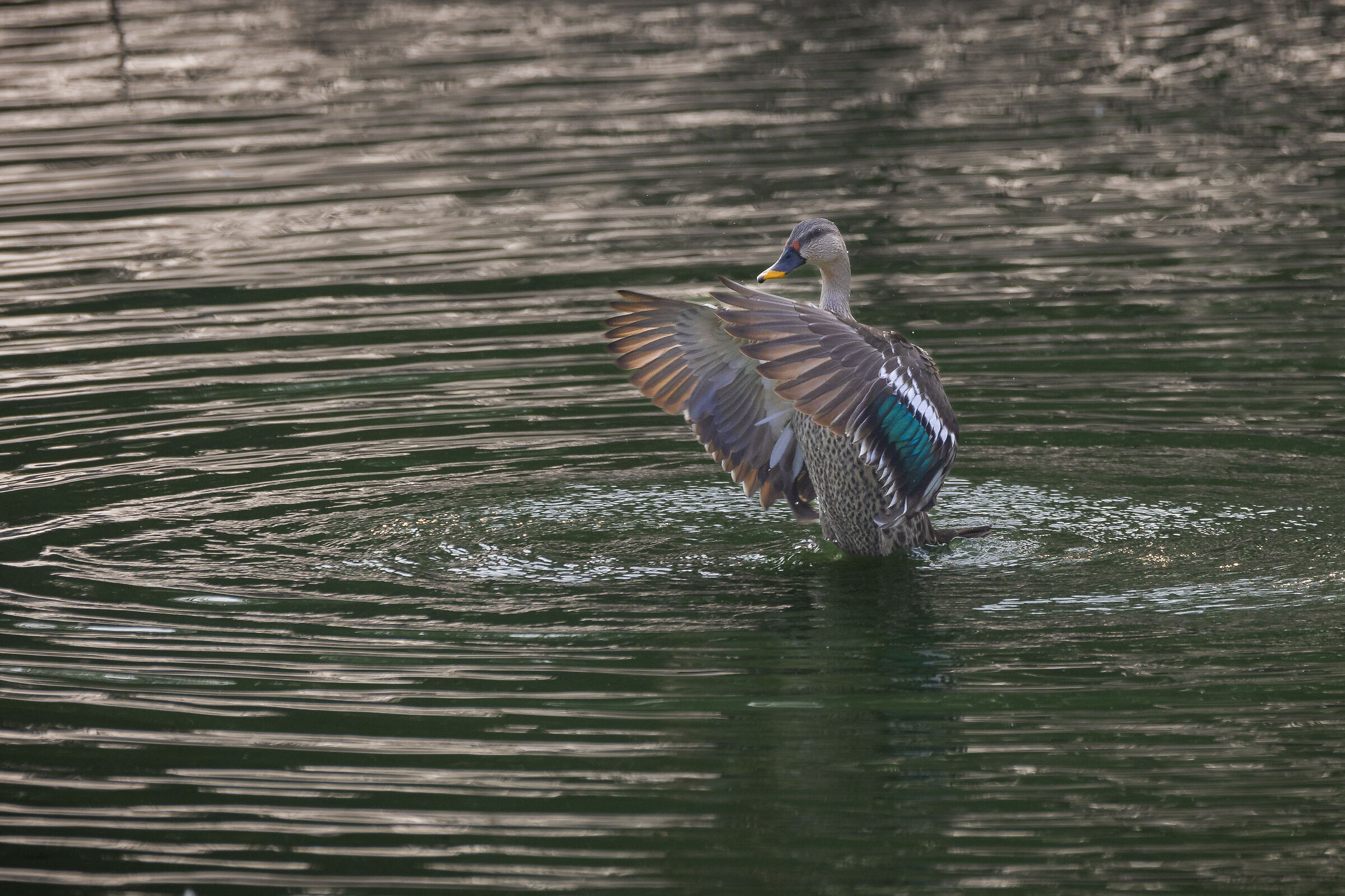 The spotted bill duck