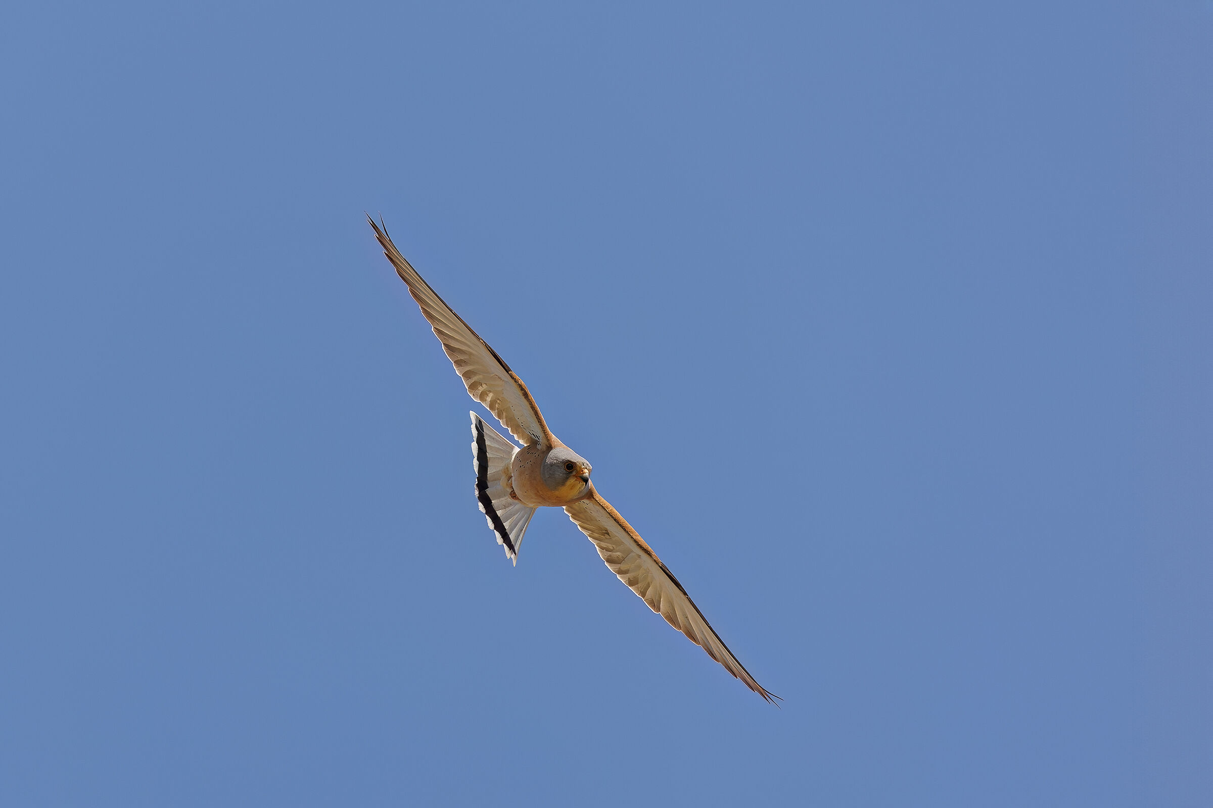 Swooping Lesser Kestrel