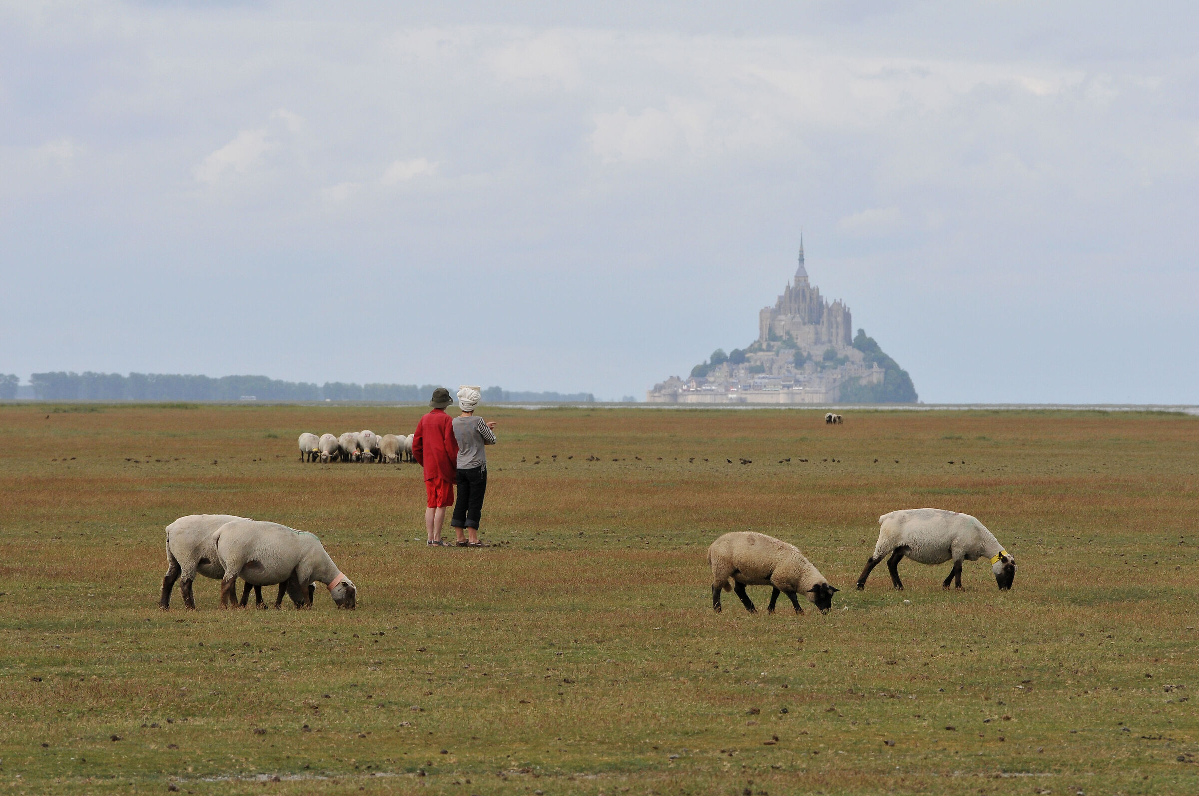 Mouton à tête noire