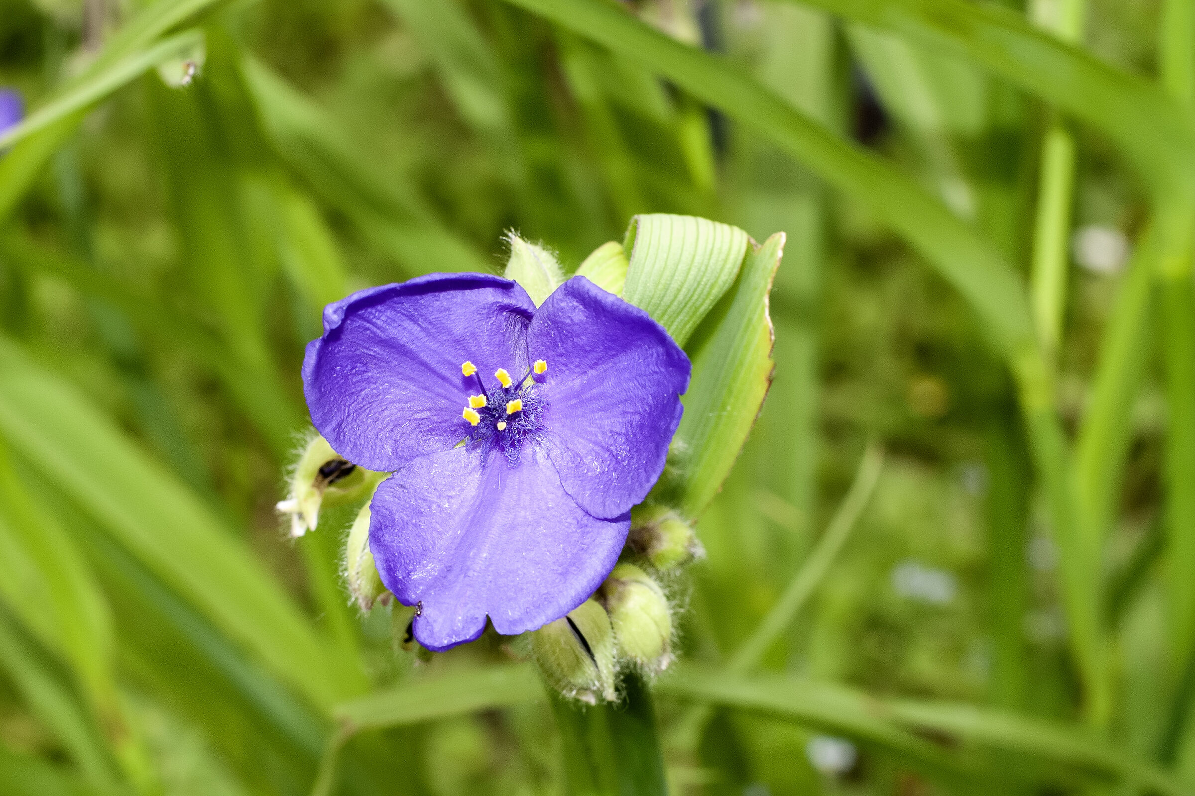 Tradescantia virginiana
