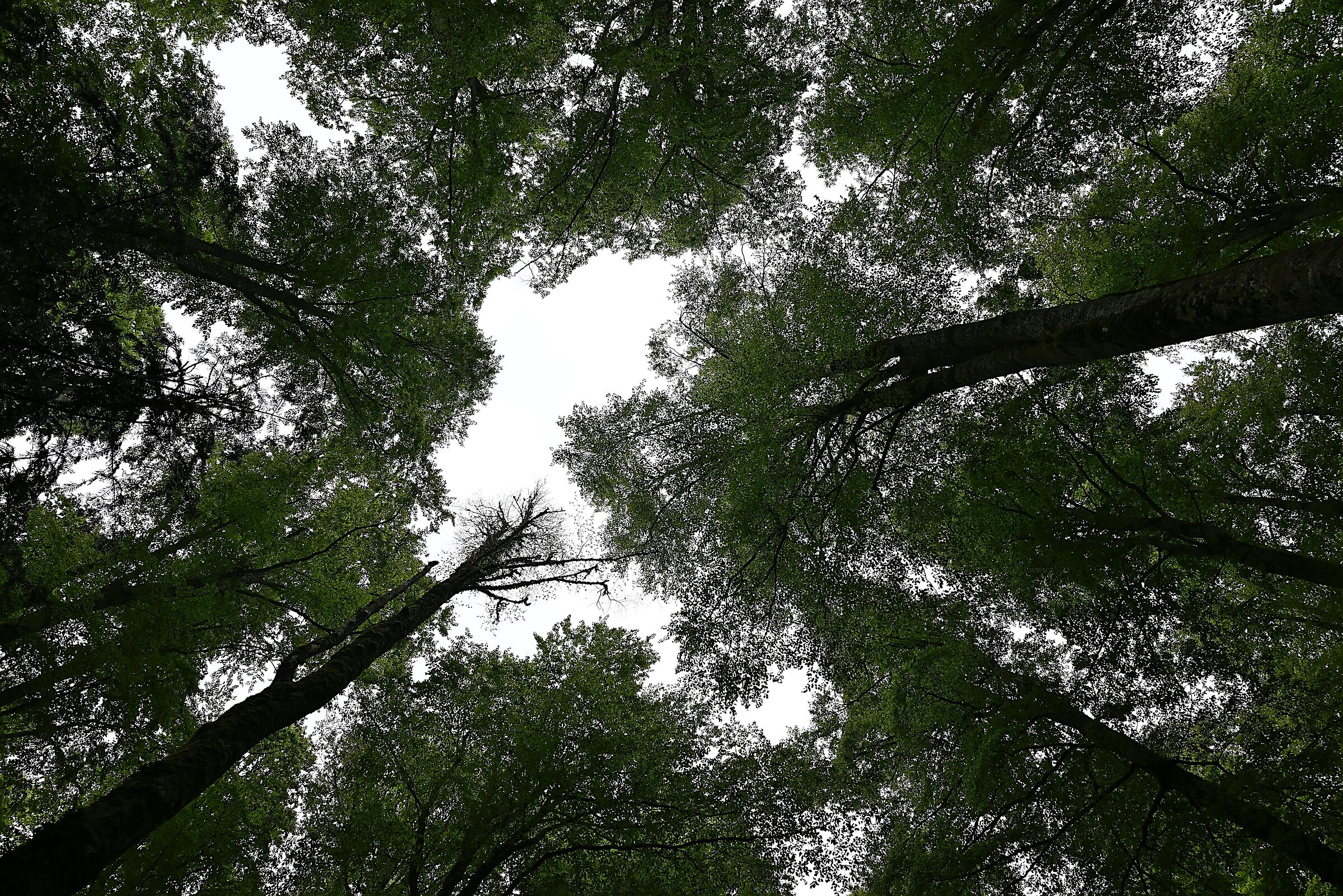 Beech Beech