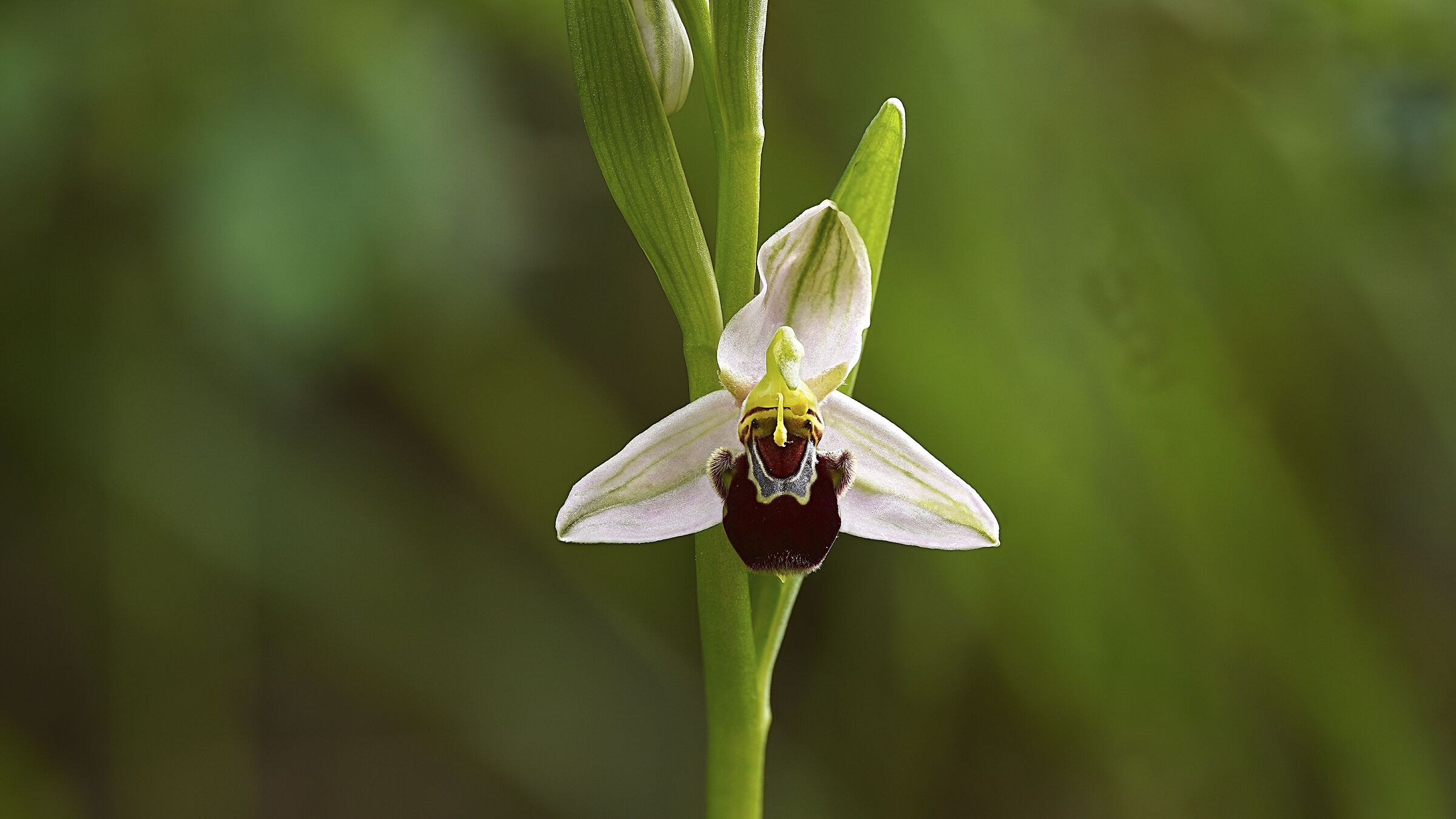 The laughing flower..