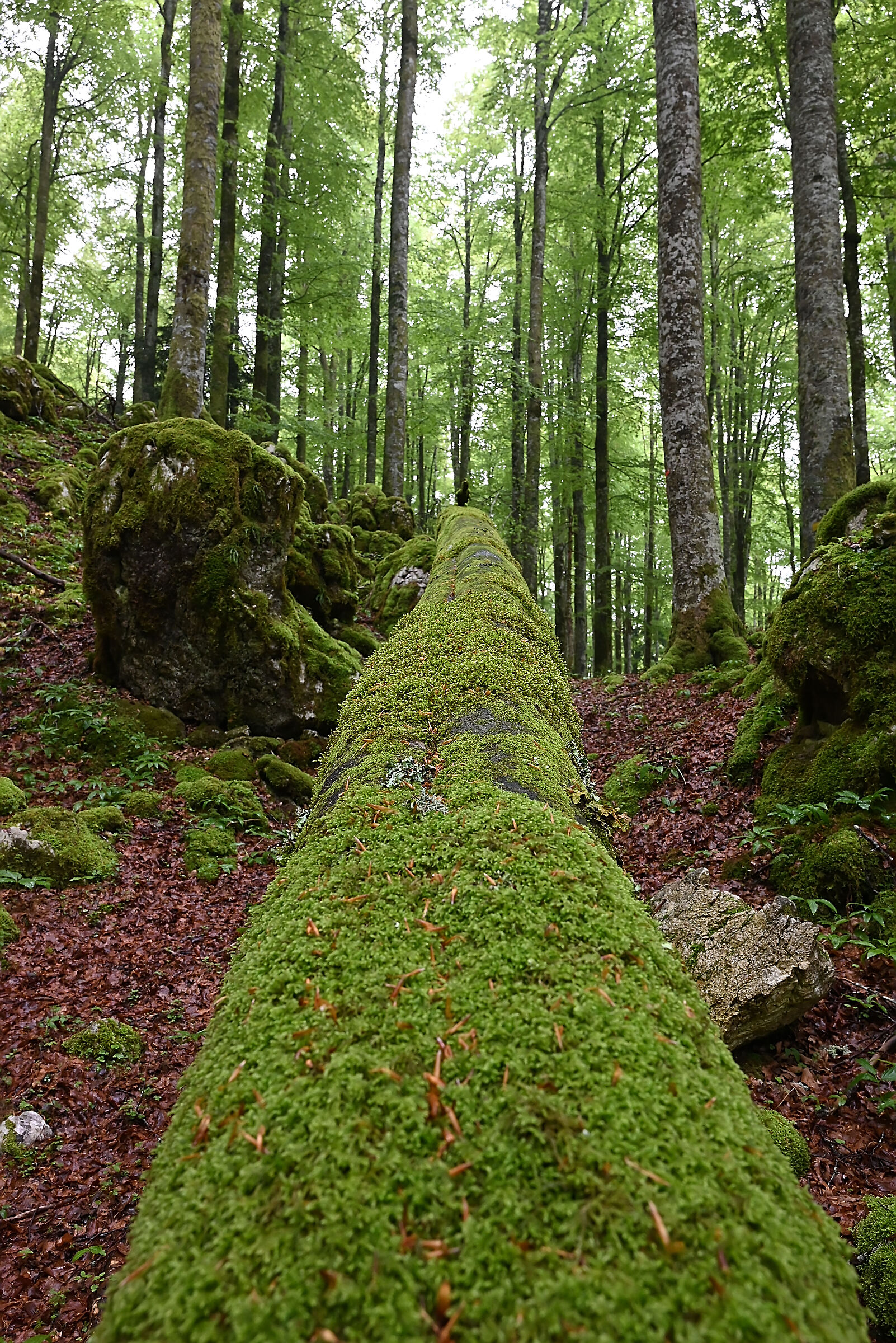 Mosses and lichens in beech