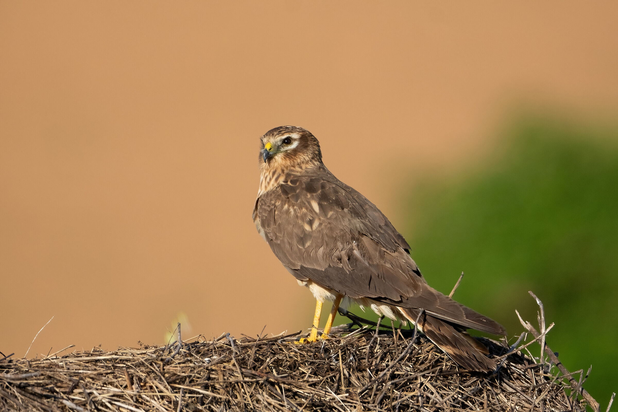 Hen harrier (Circus pygargus) - female