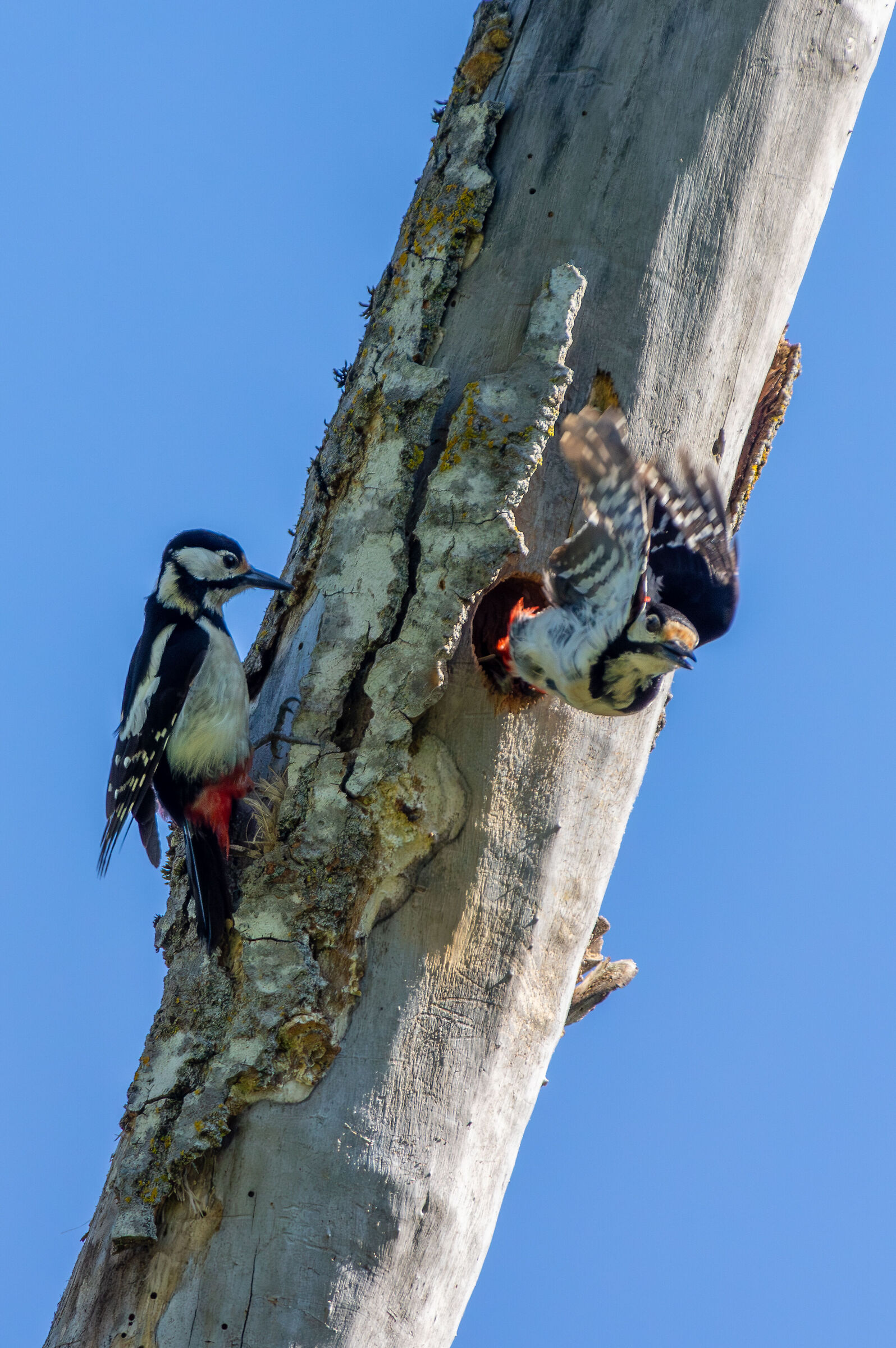 Great spotted woodpecker