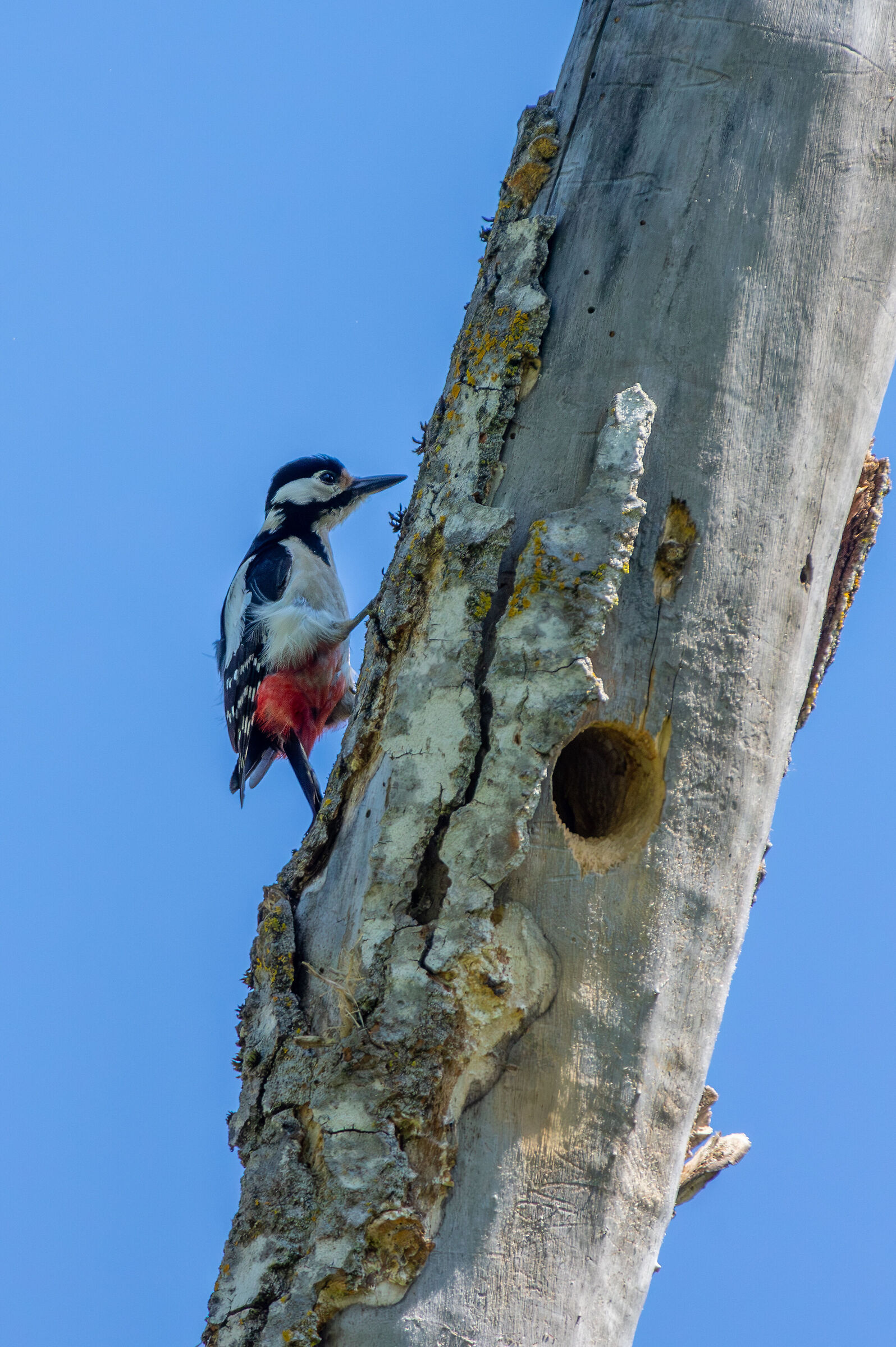 Great spotted woodpecker