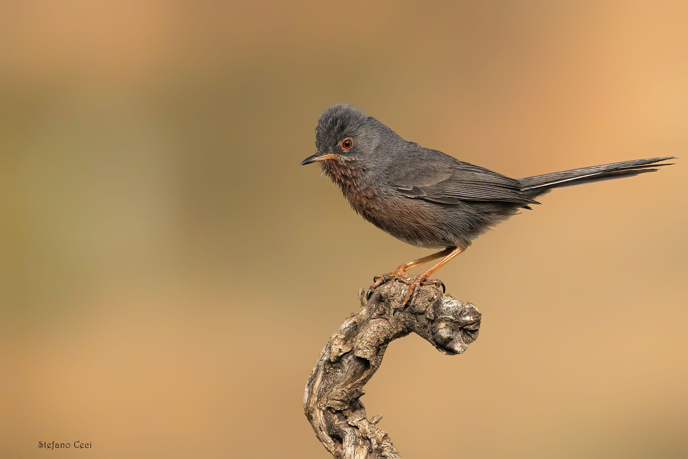 Dartford warbler