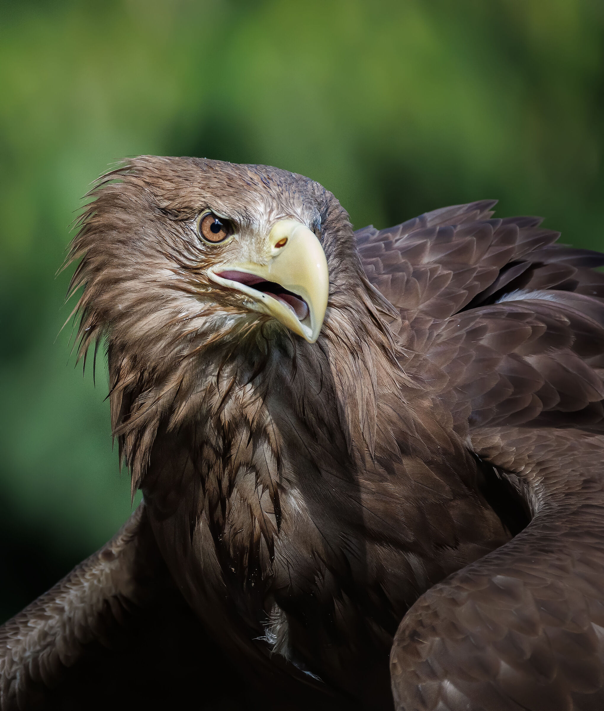 Aquila di mare - full res