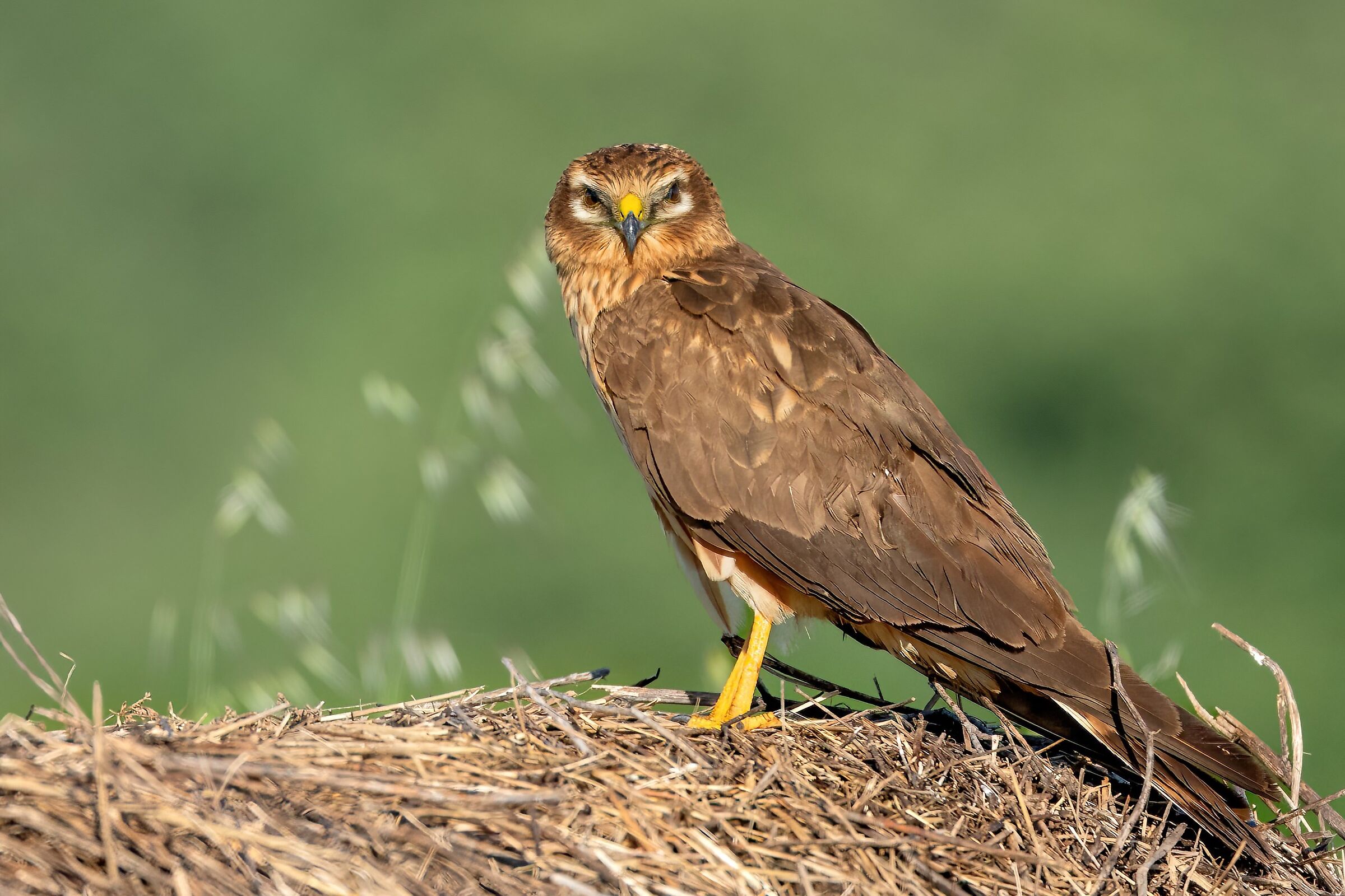 Hen harrier (Circus pygargus) - female