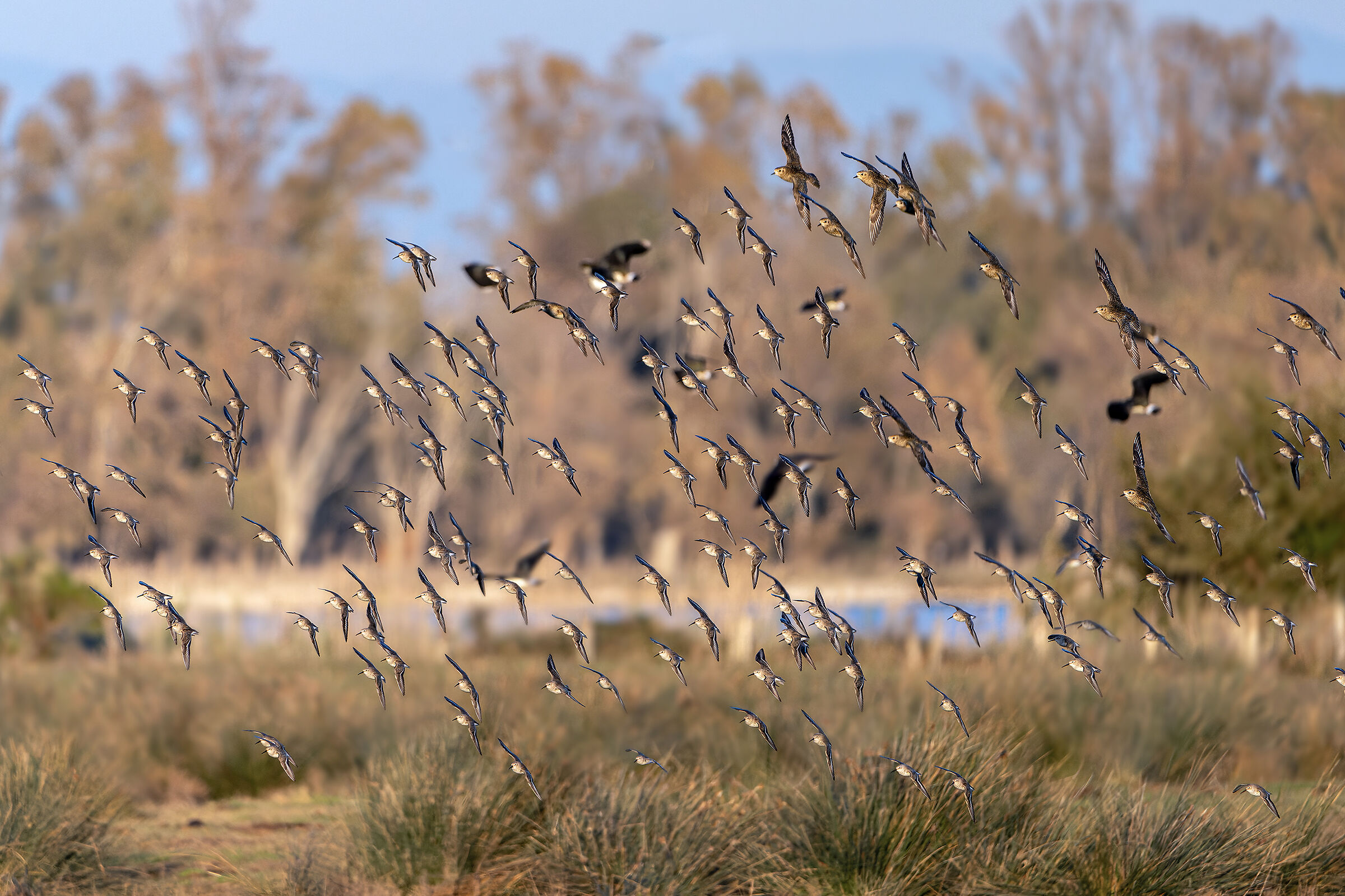 Piovanelli pancianera e pivieri dorati