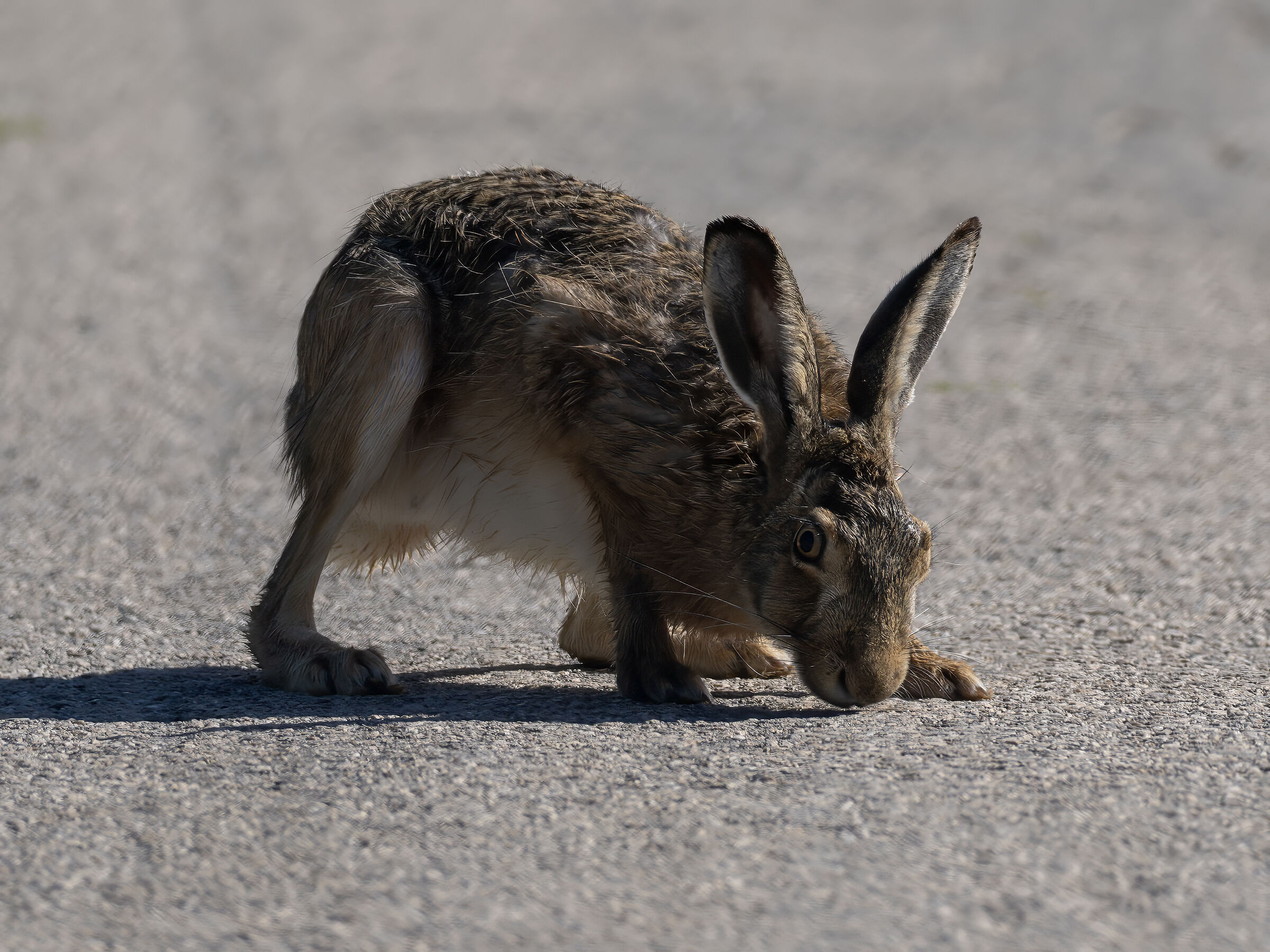 European Hare
