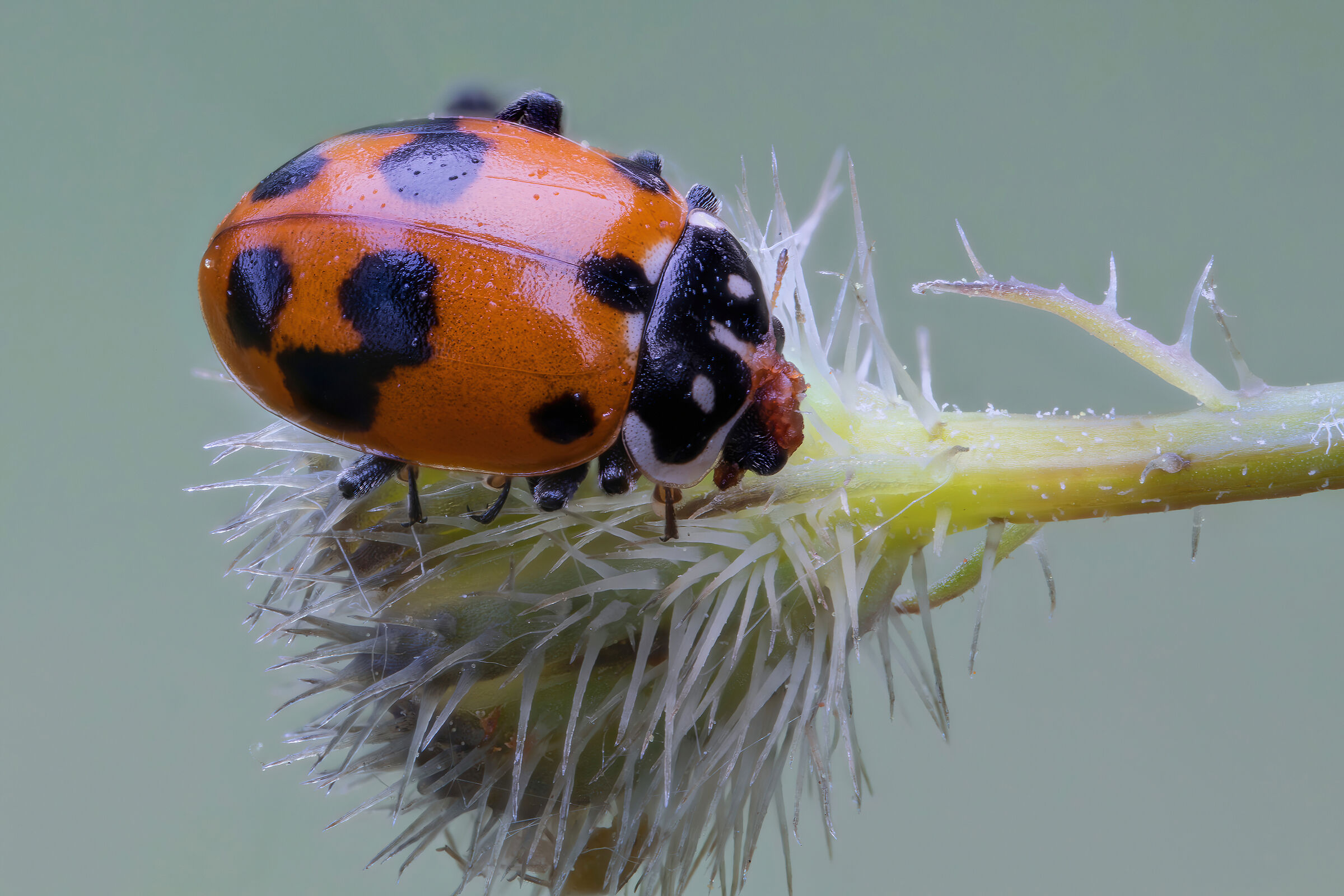 Hippodamia variegata