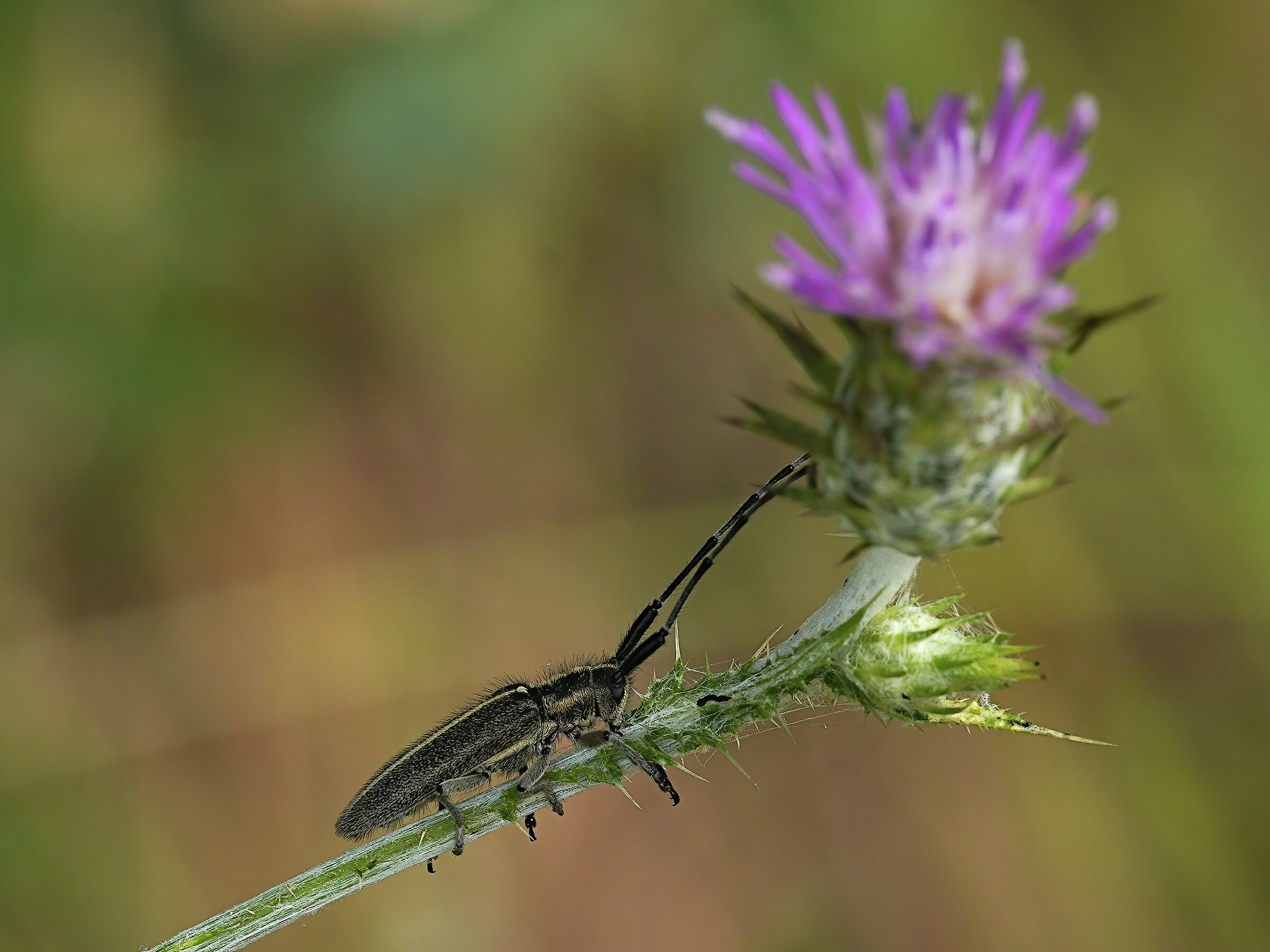 between one wind and another..