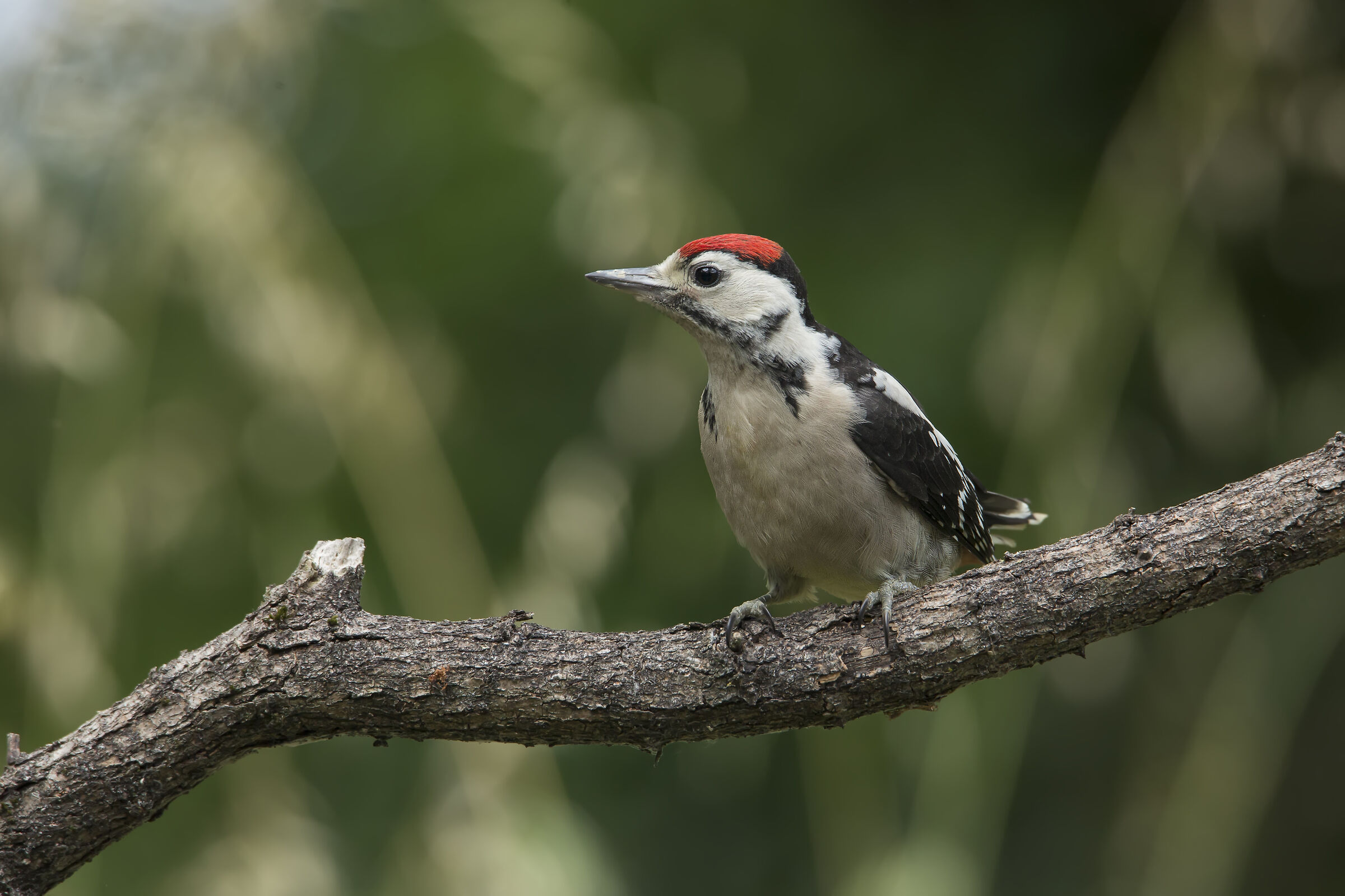 Picchio Rosso giovane