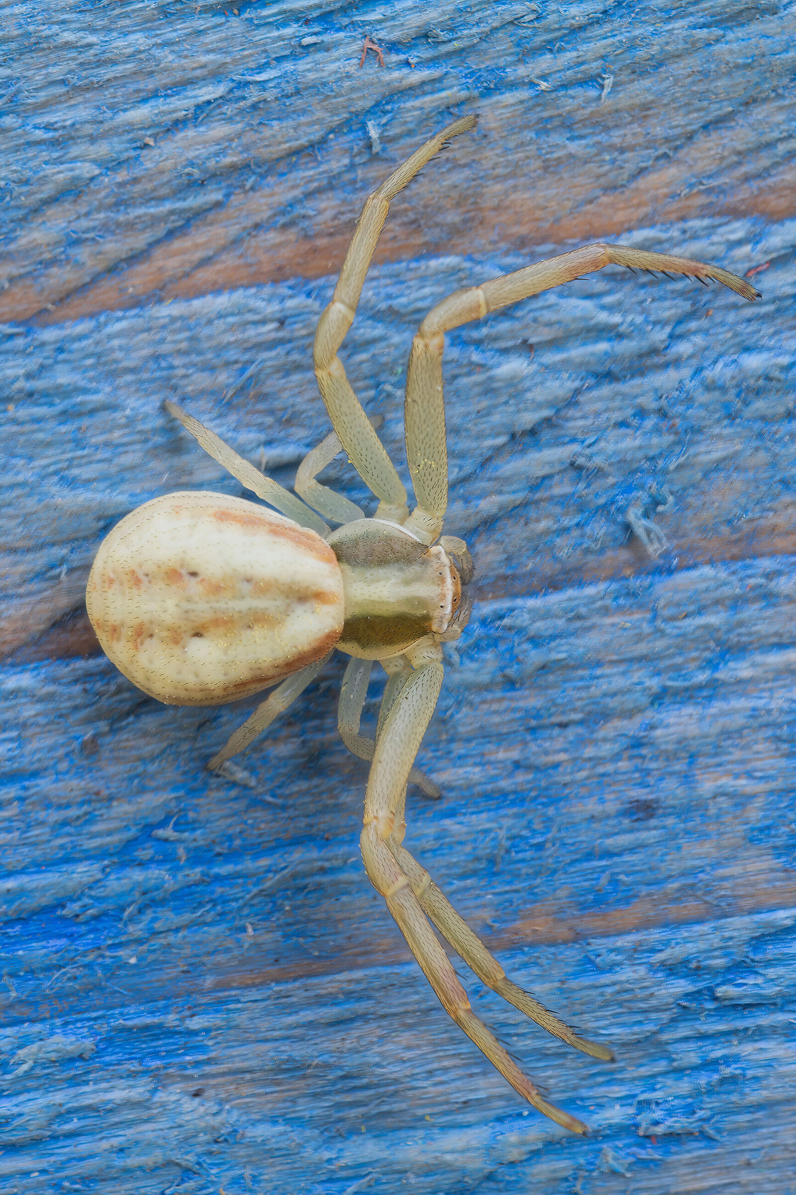 Thomisidae sp. z o.o.