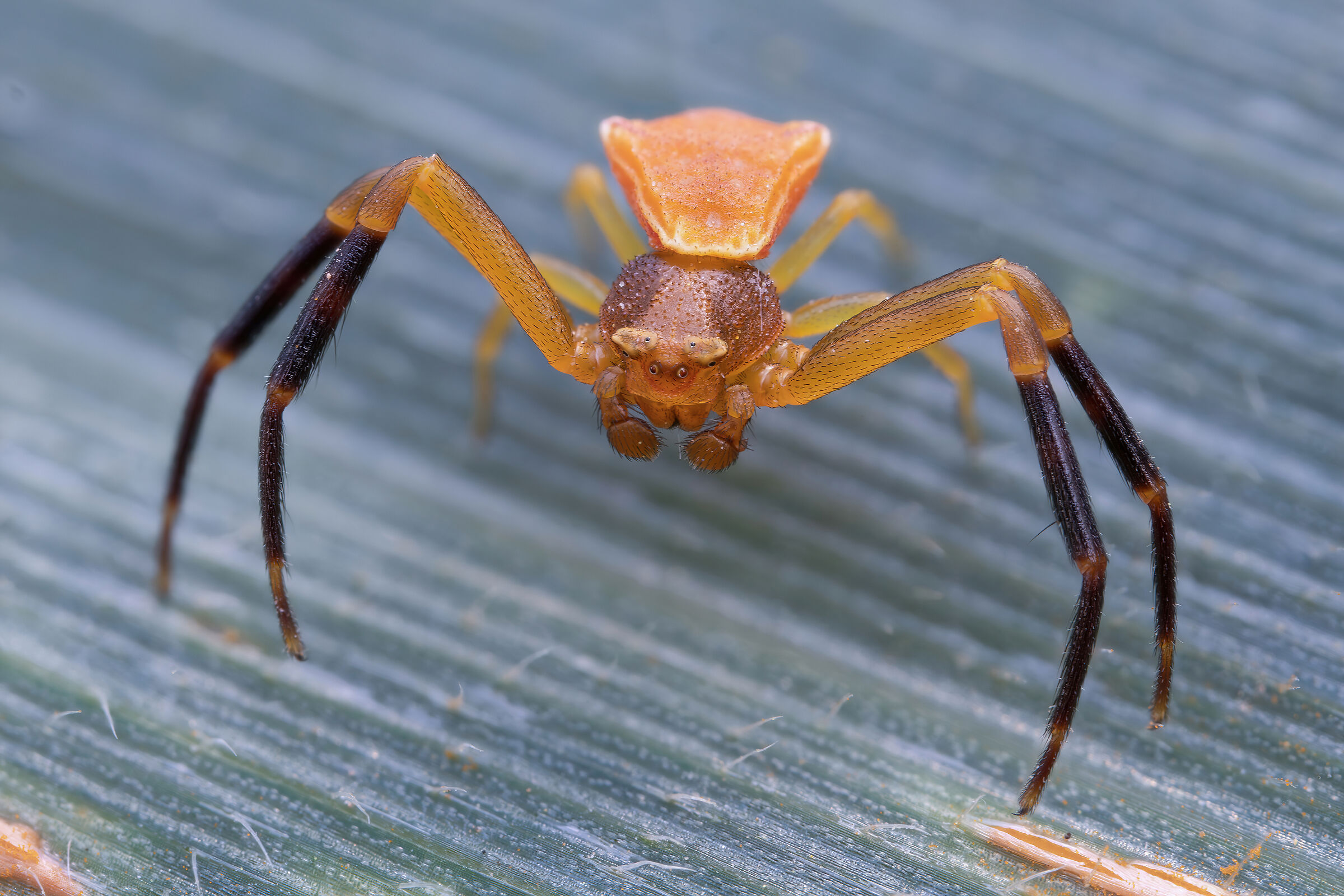 Male Thomisus onustus