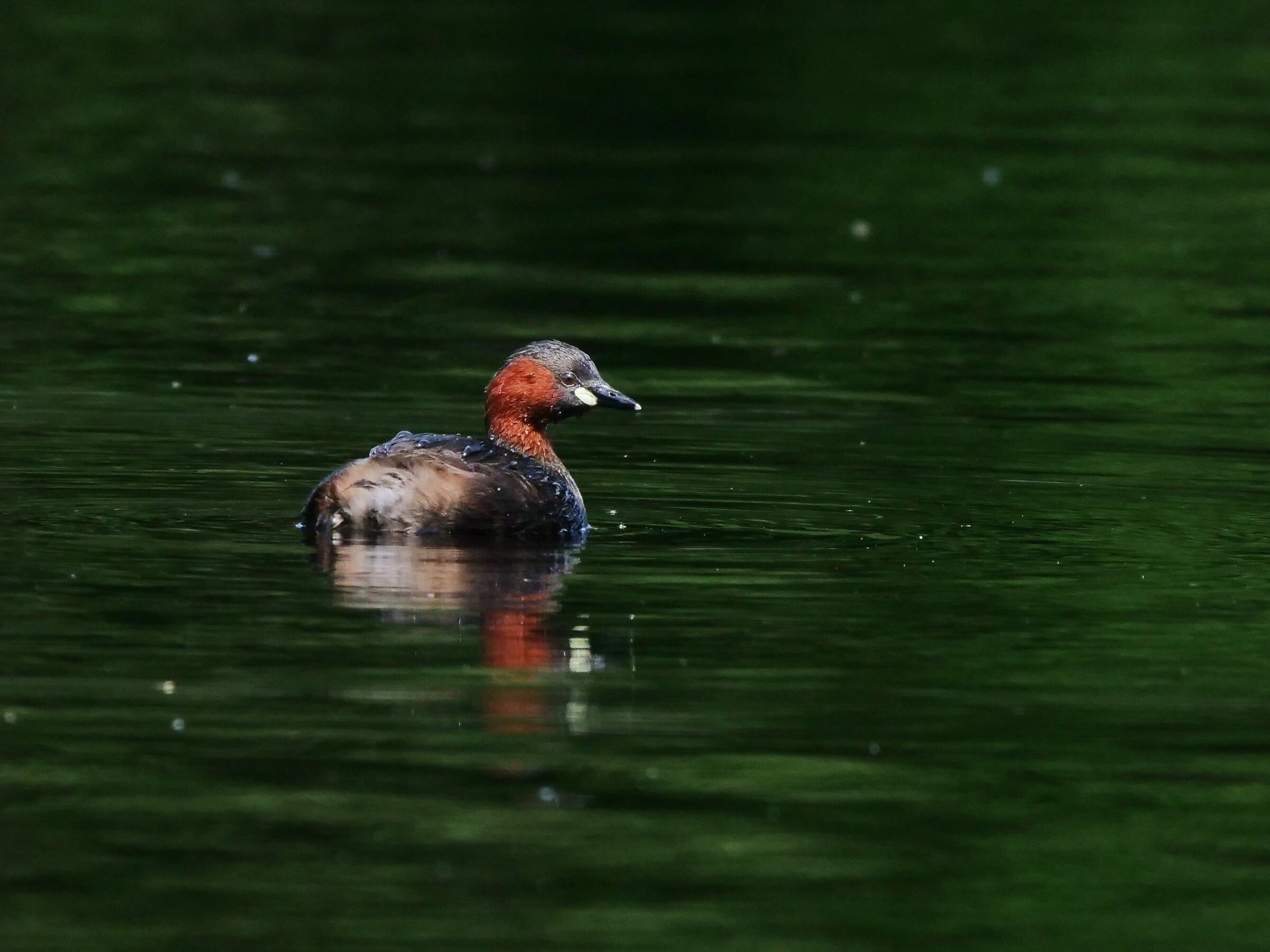 Dabchick