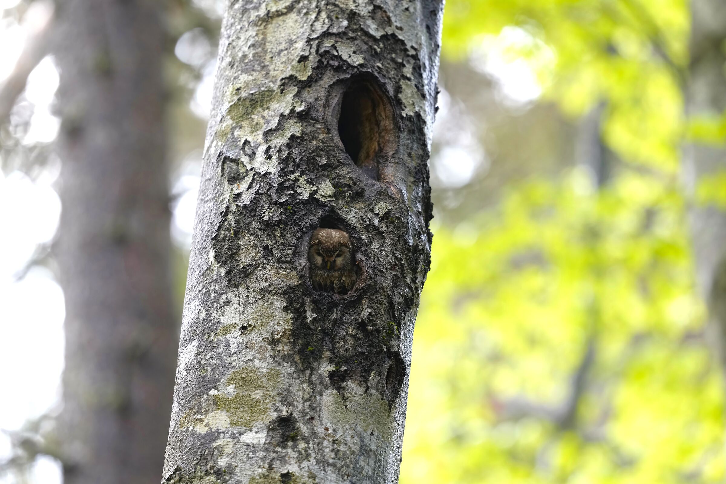 nel bosco all'improviso, civetta capogrosso