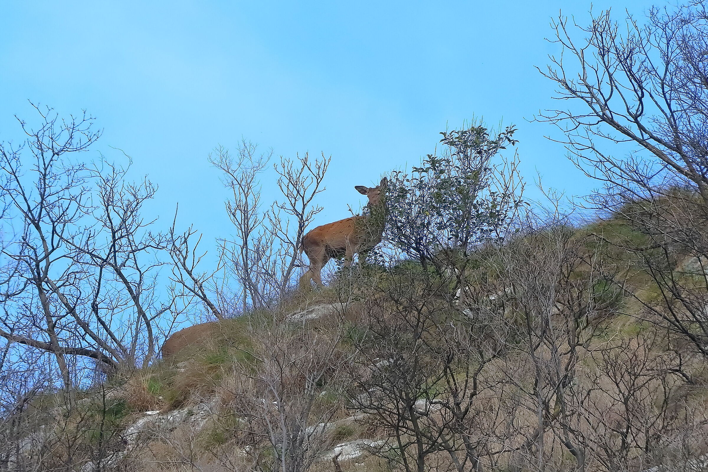Cervo F 11 March 2024 - 0037