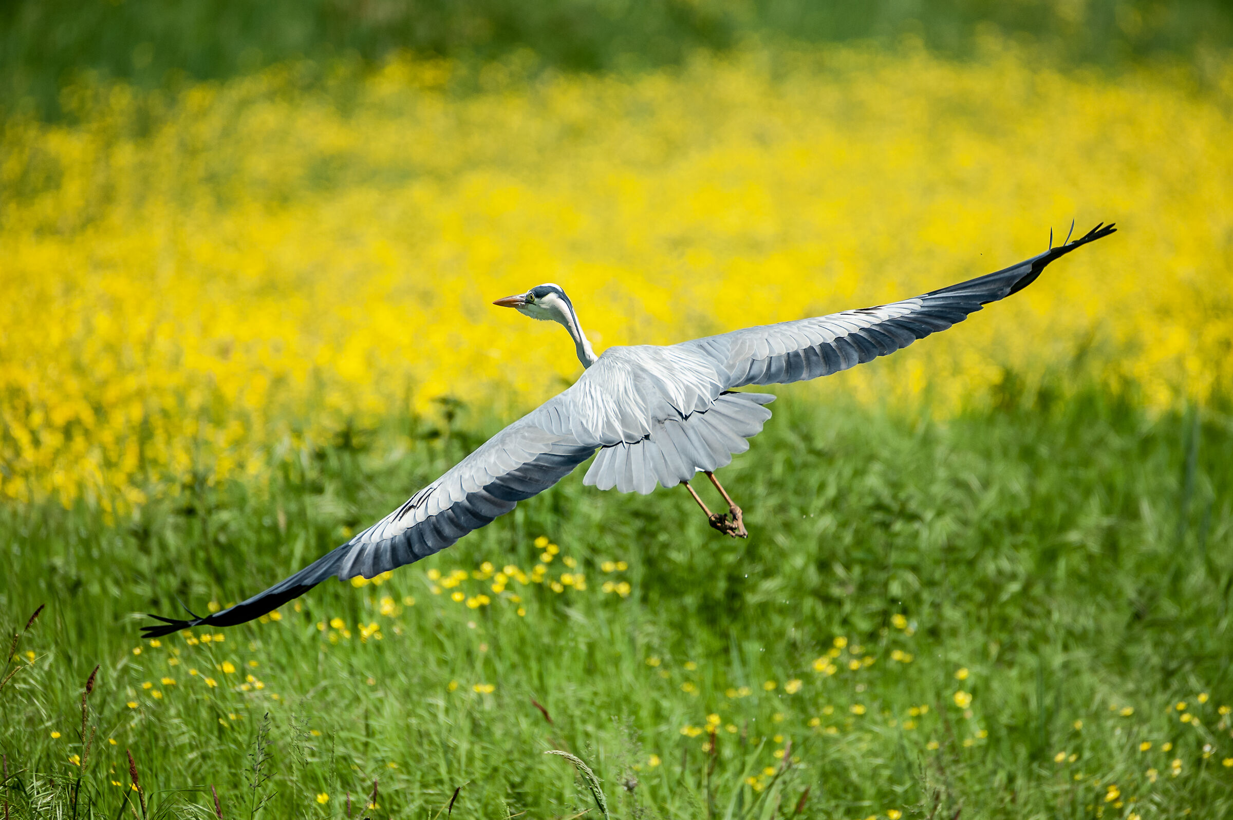 Flight among buttercups