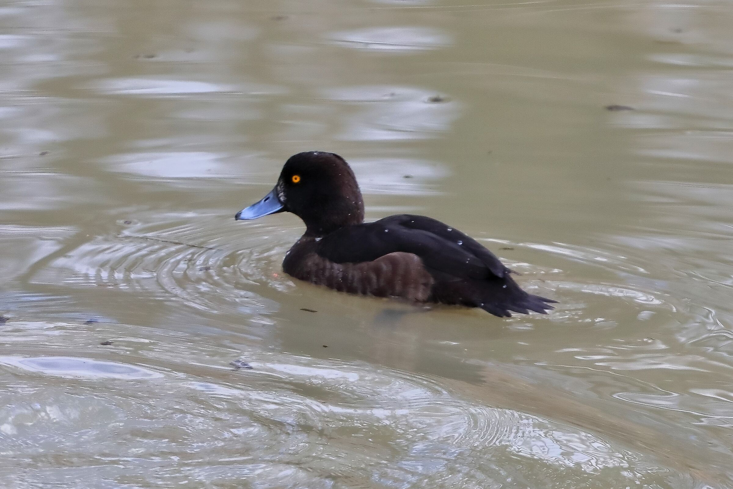 Moretta 11 March 2024 - 0049