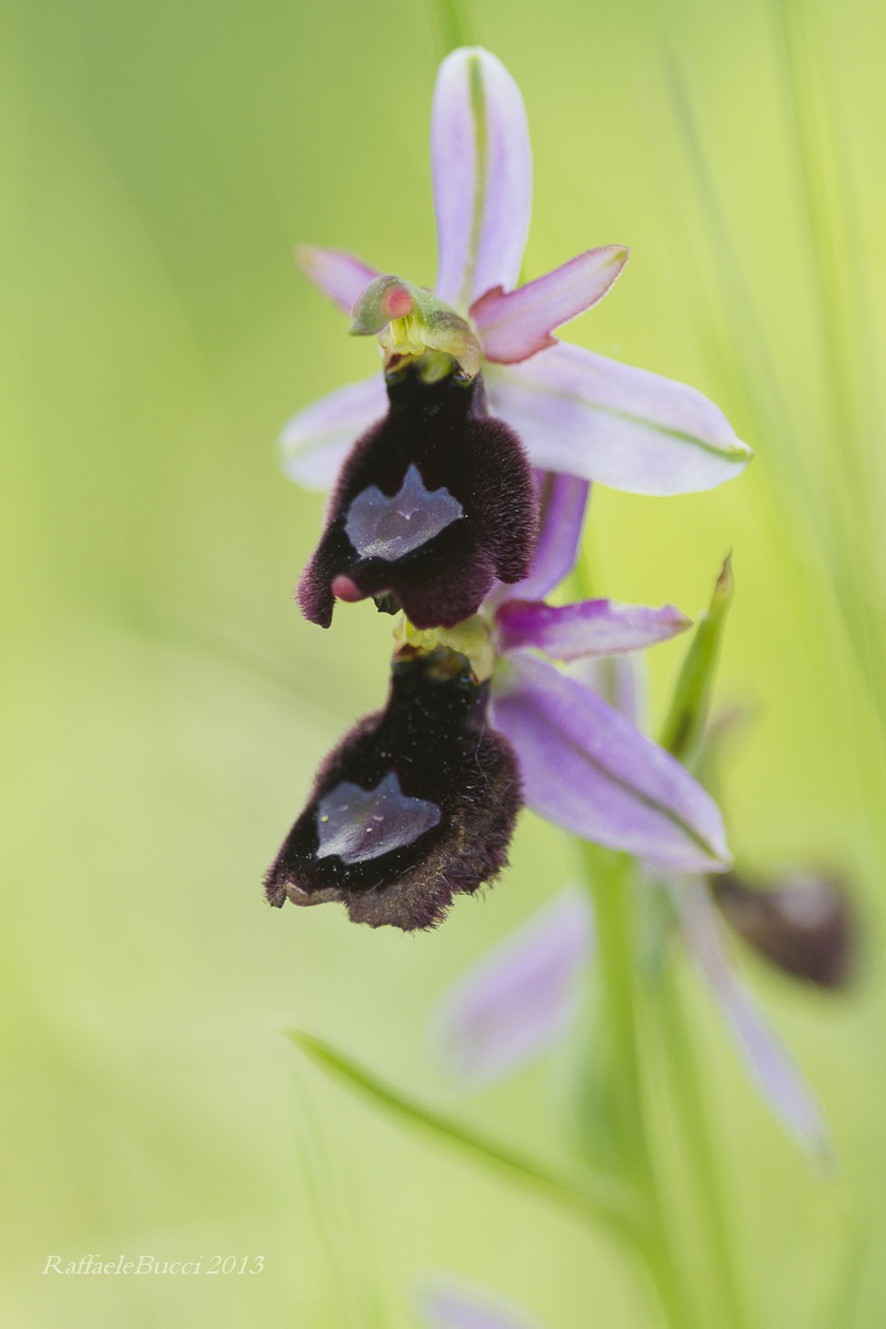 Ophrys di Bertolonii