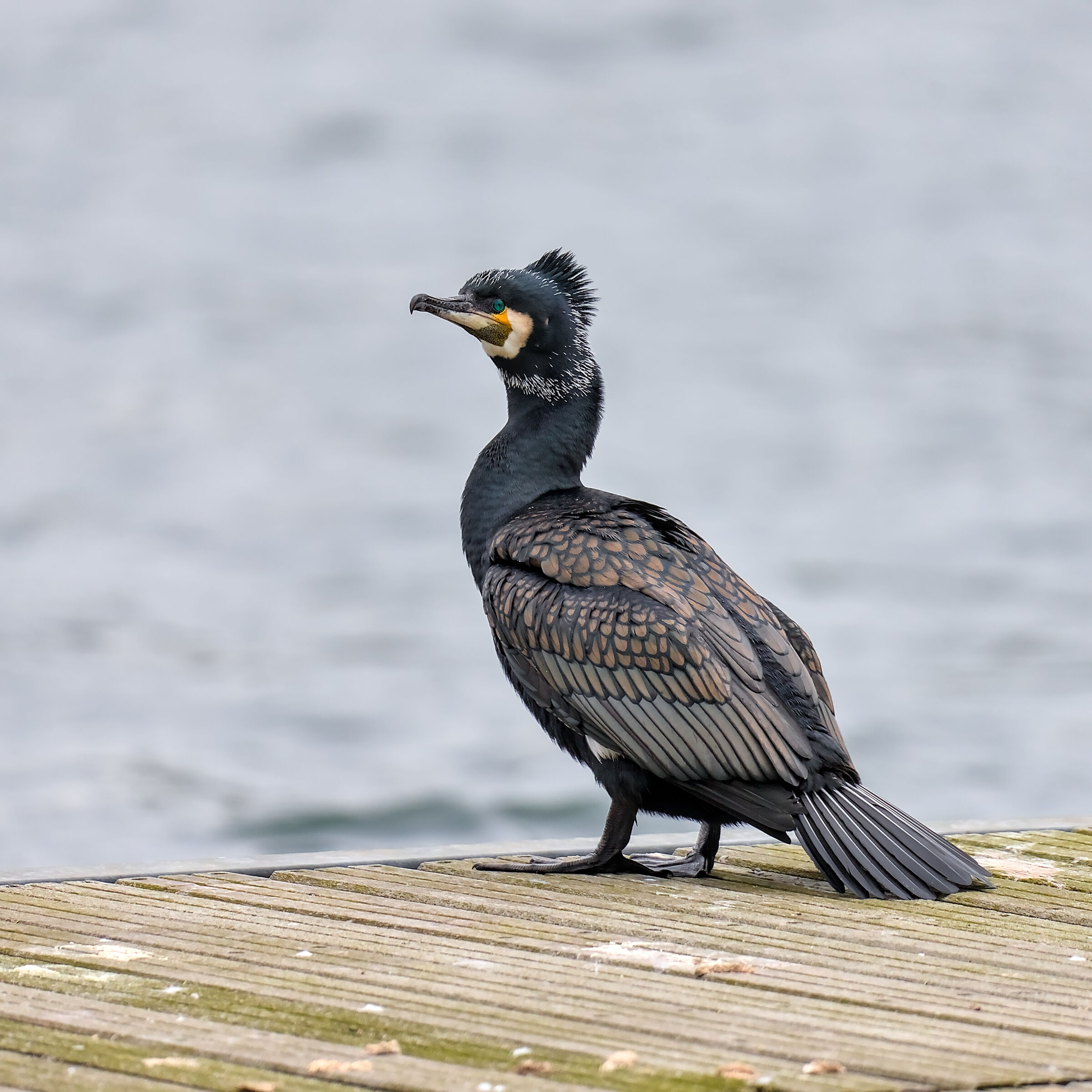 Cormorano in una giornata uggiosa