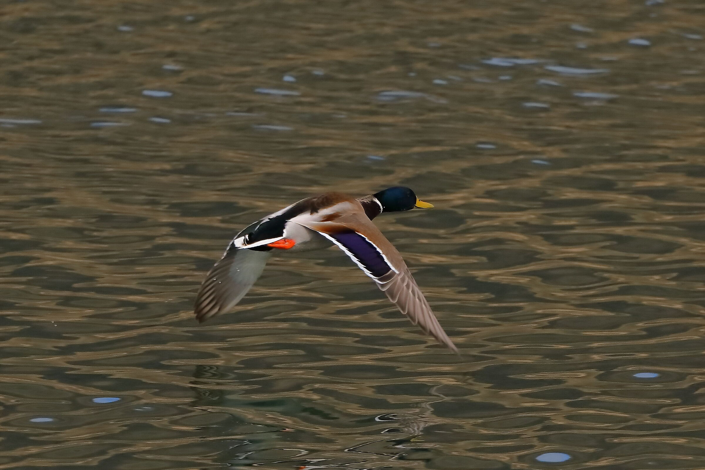 Germano M 11 March 2024 - 0060