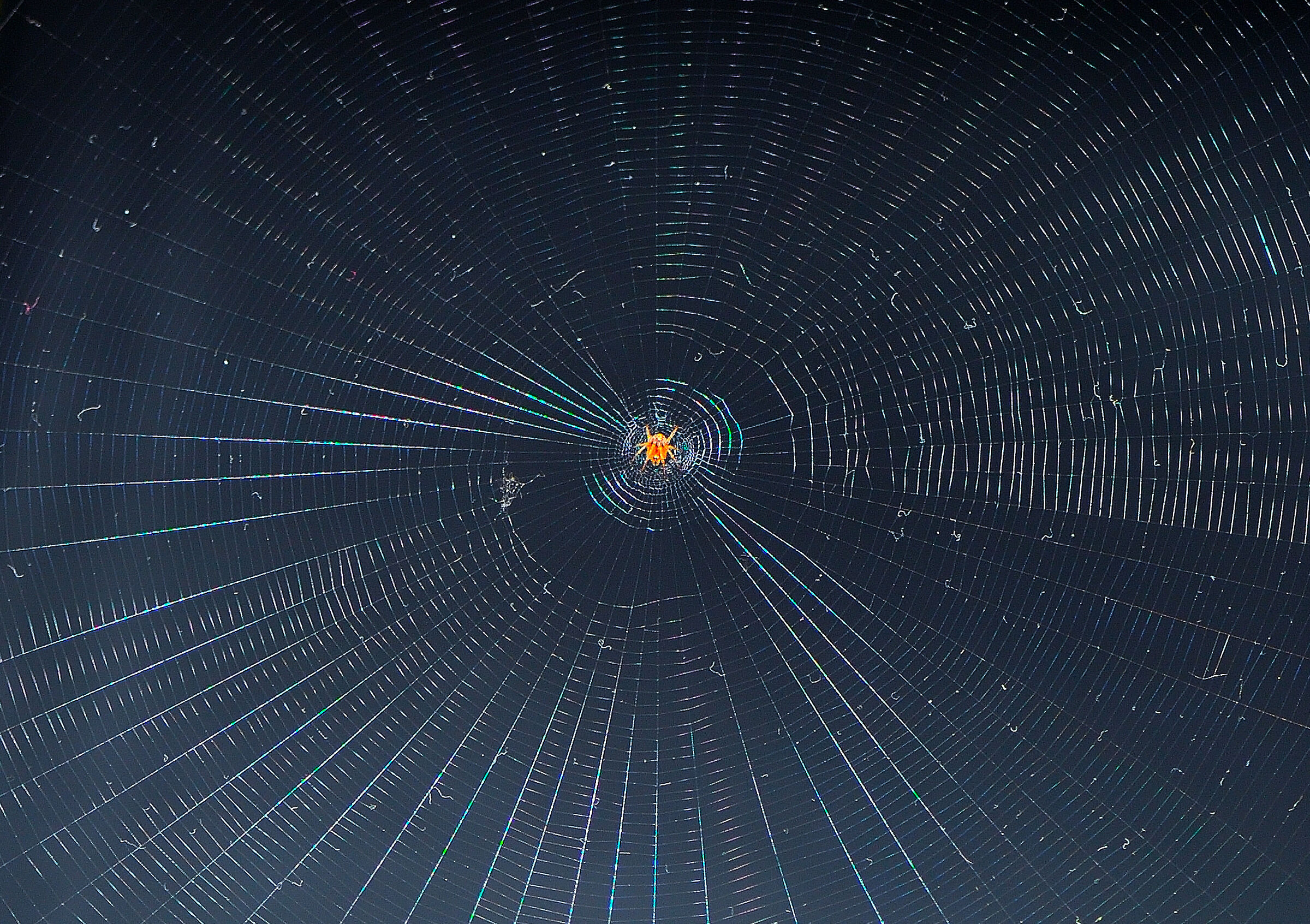 The Spider Galaxy