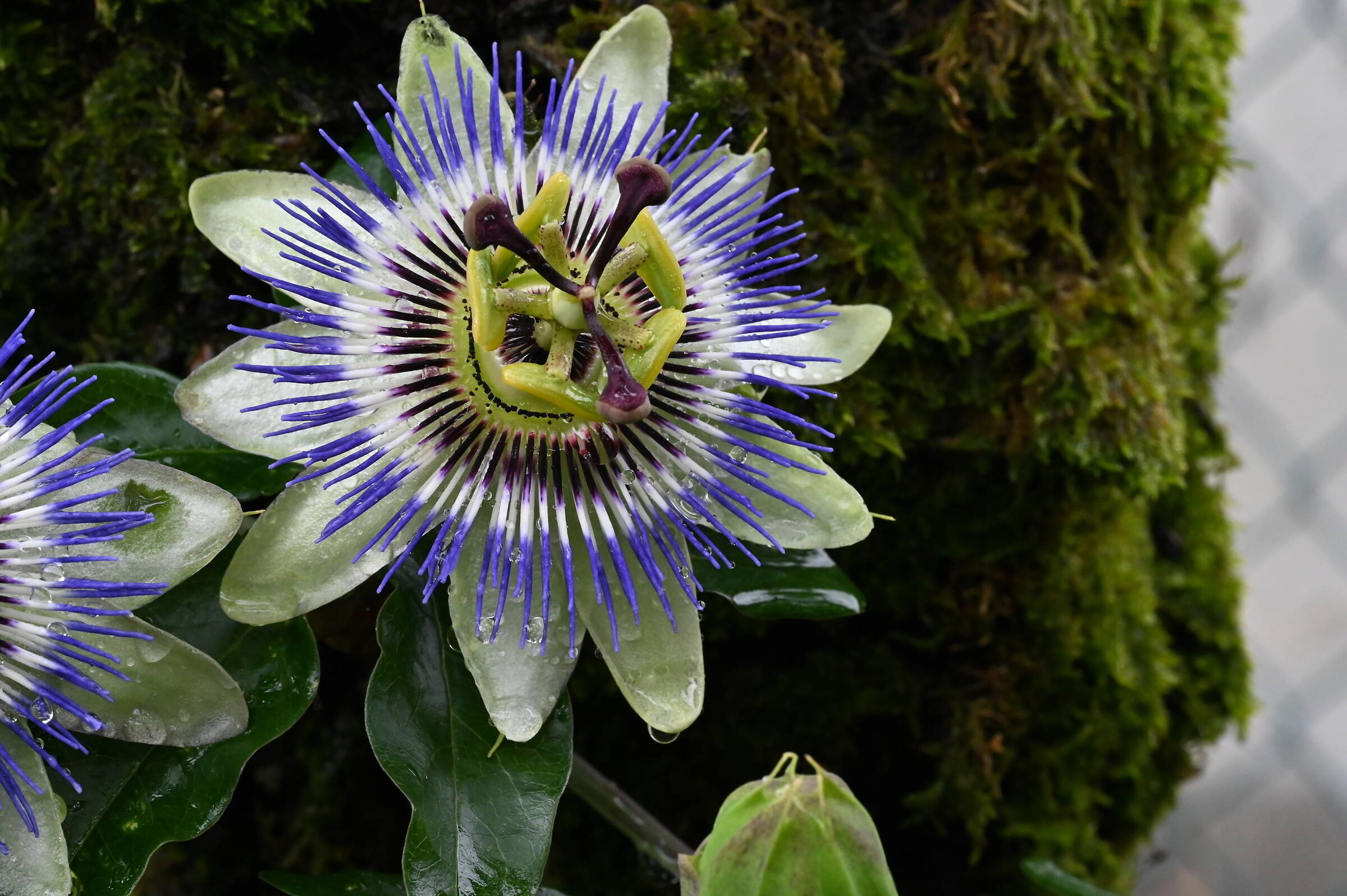 dopo la pioggia: passiflora