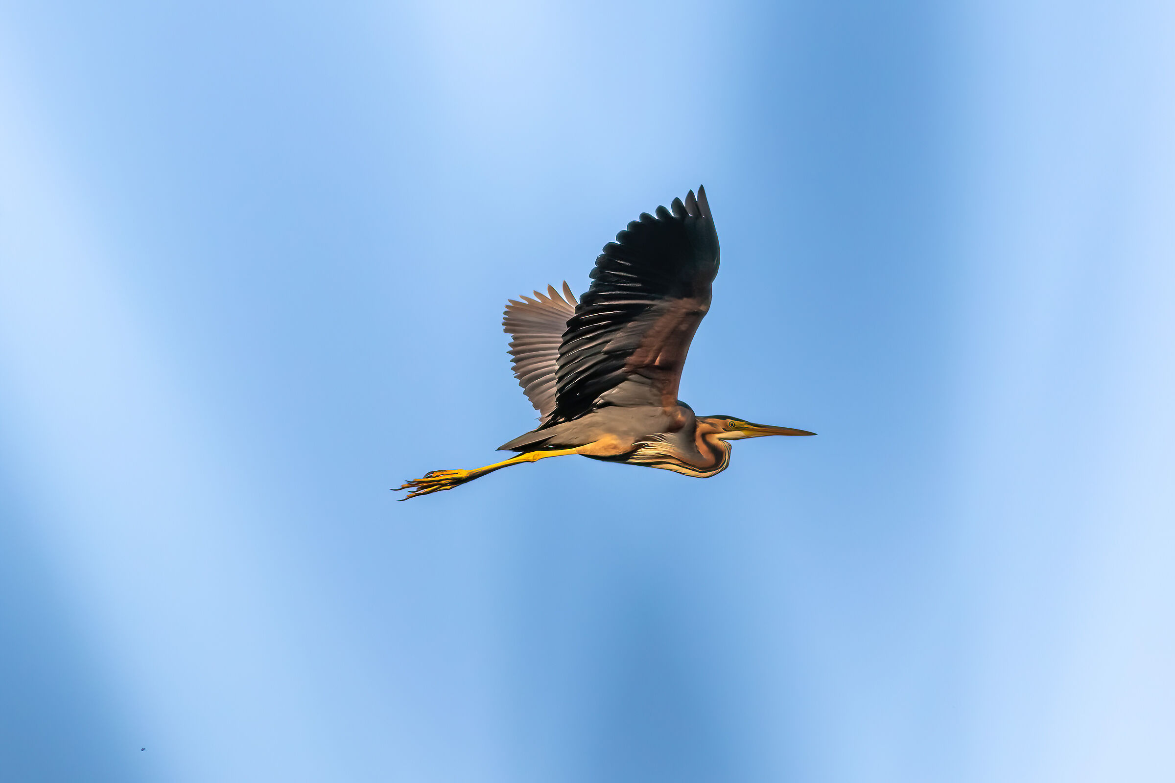 Purple heron