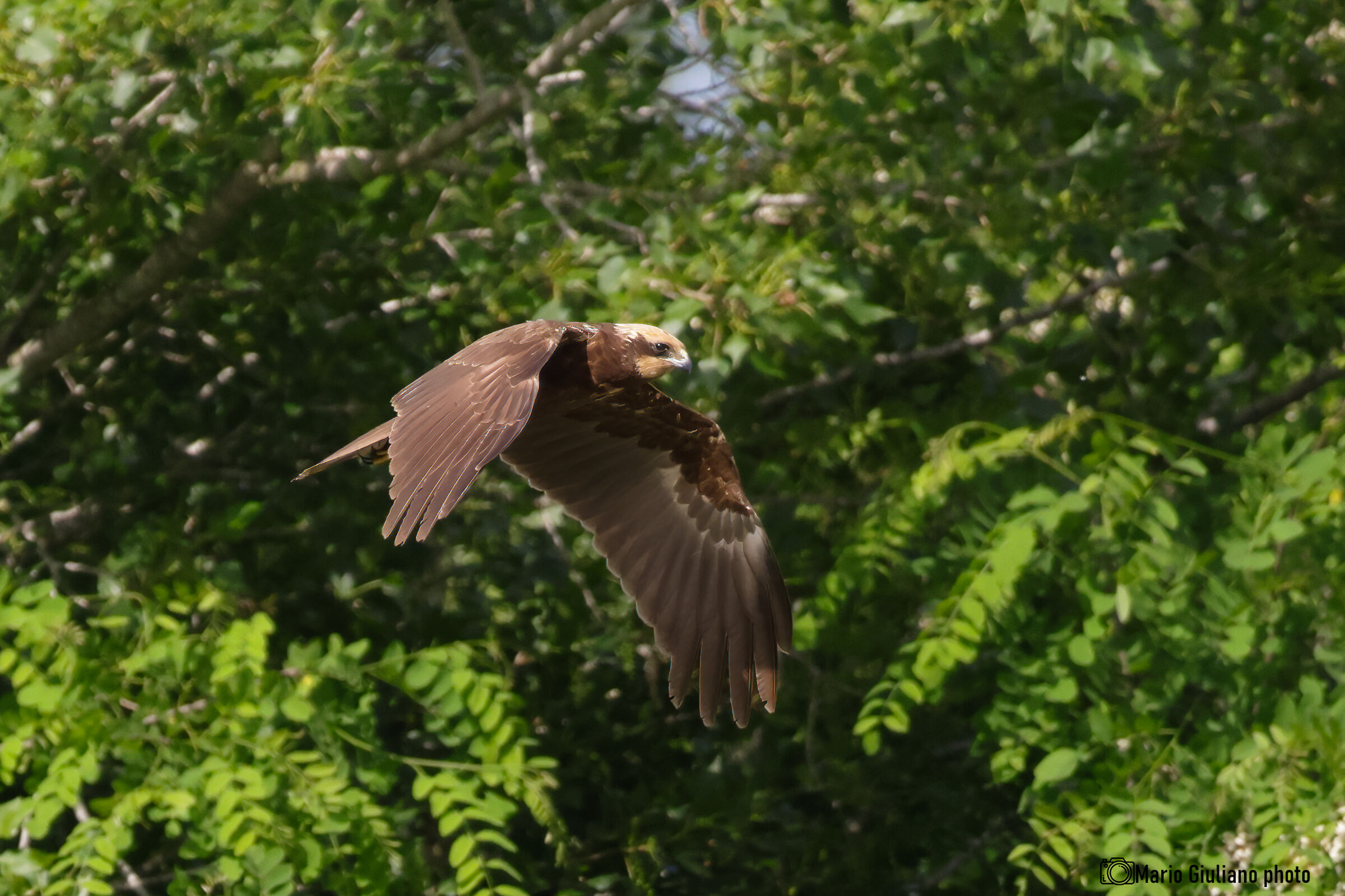 Marsh Harrier