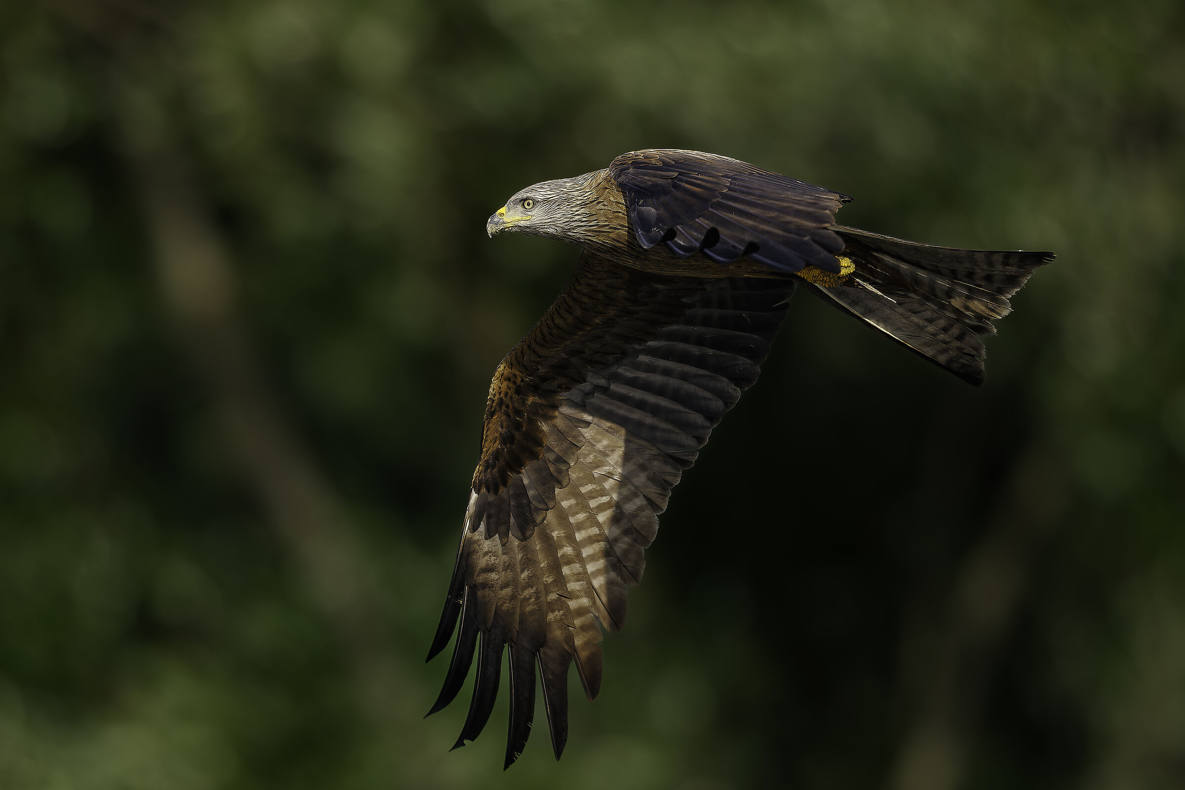 Black kite