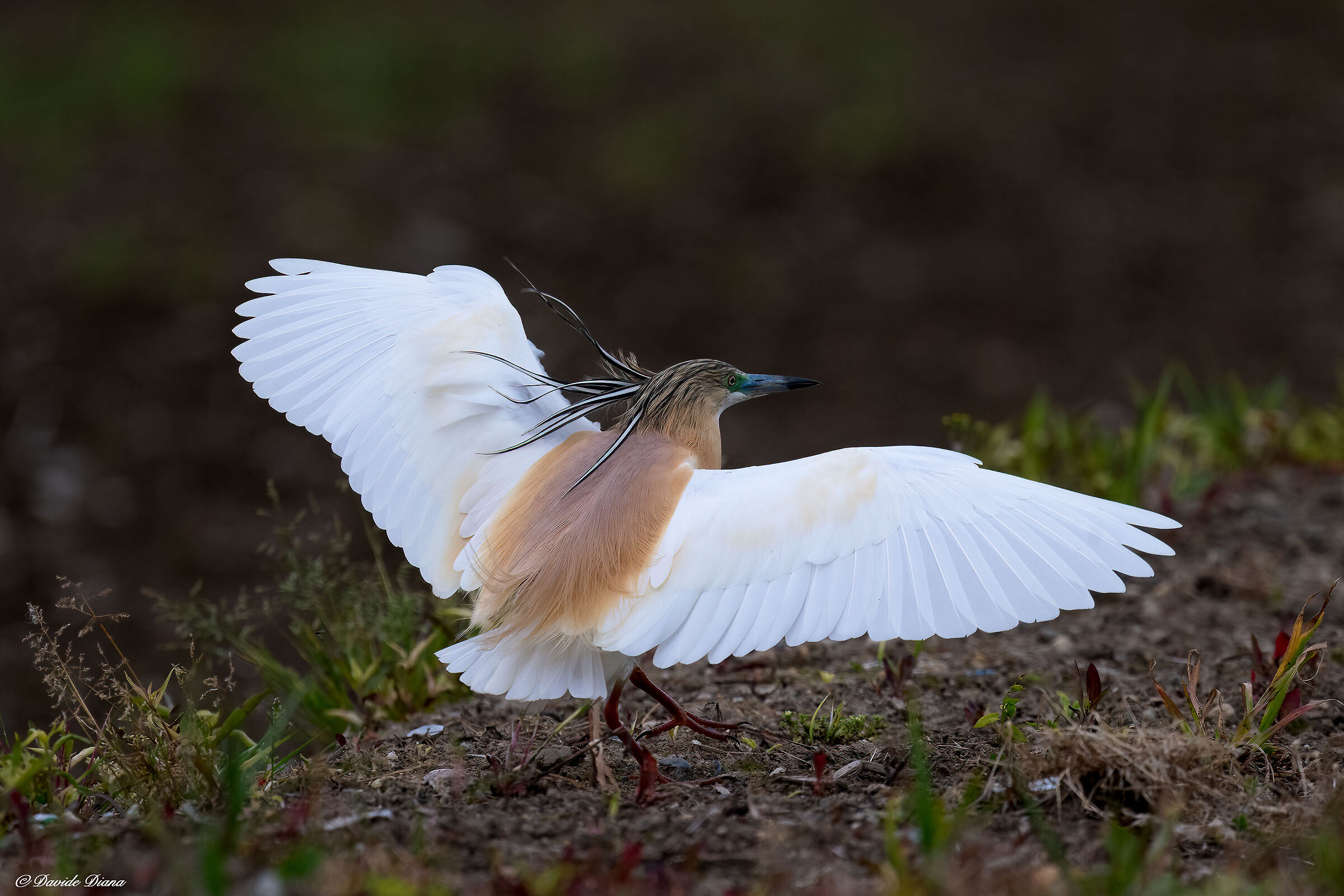 Squacco heron