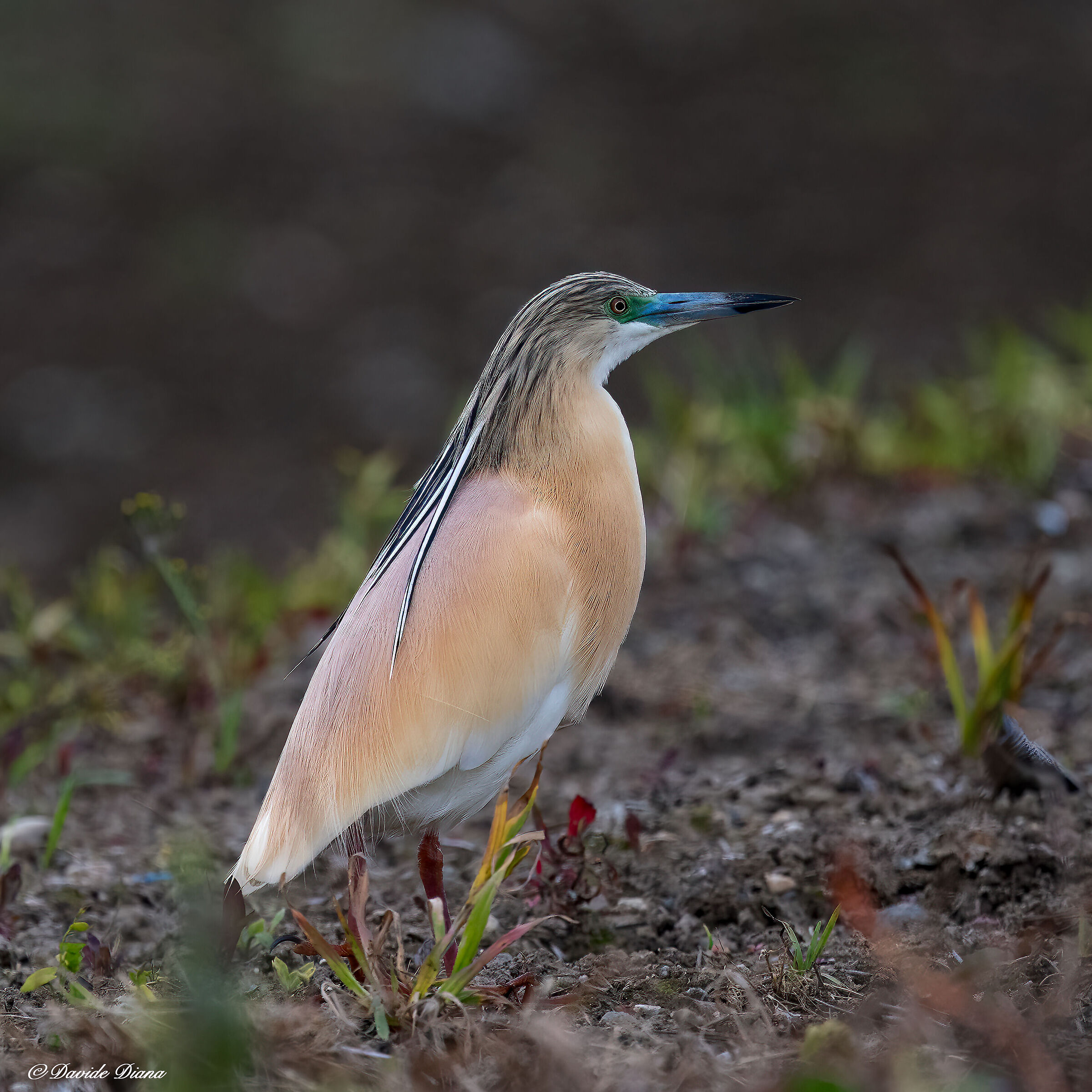 Squacco heron