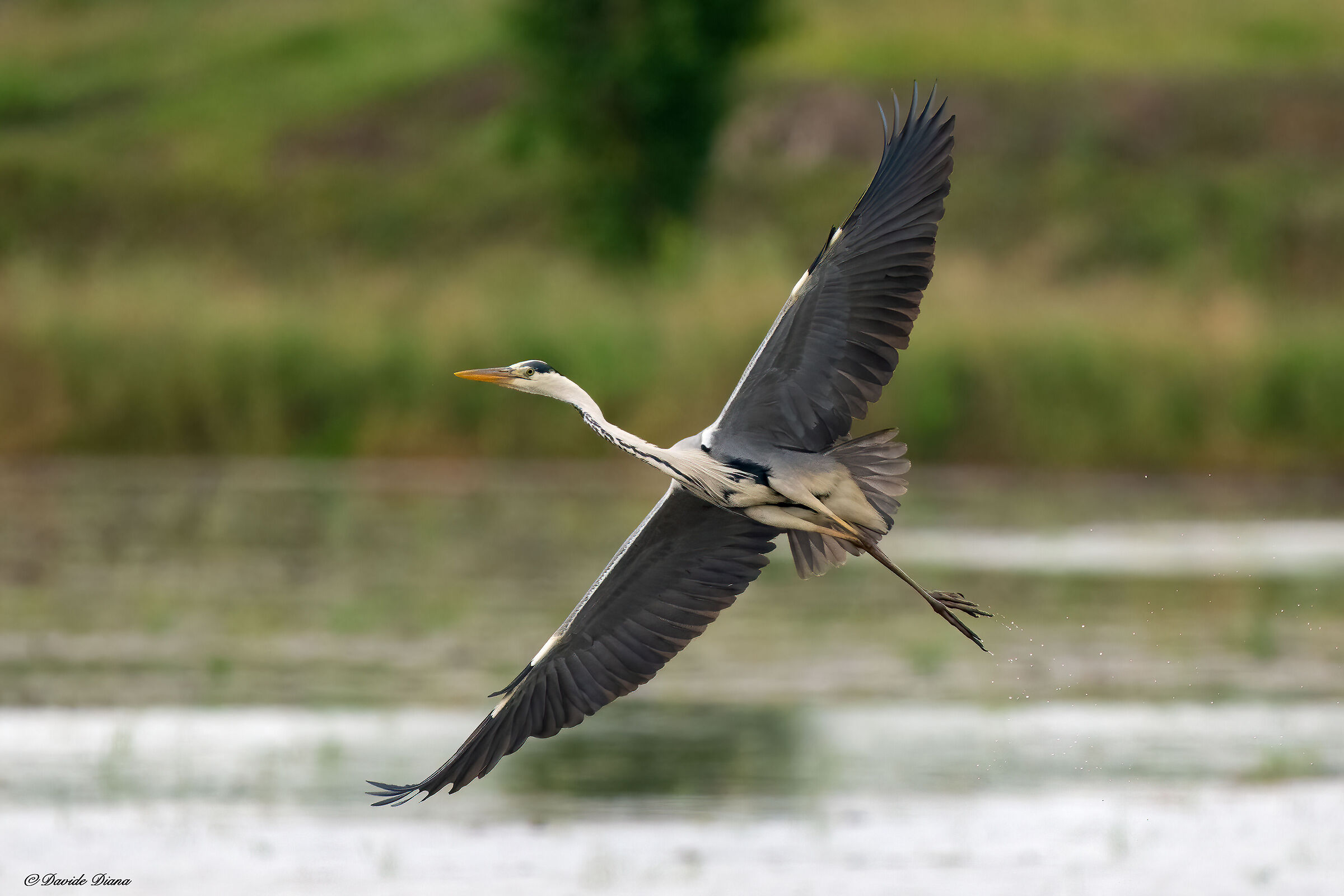 Grey heron