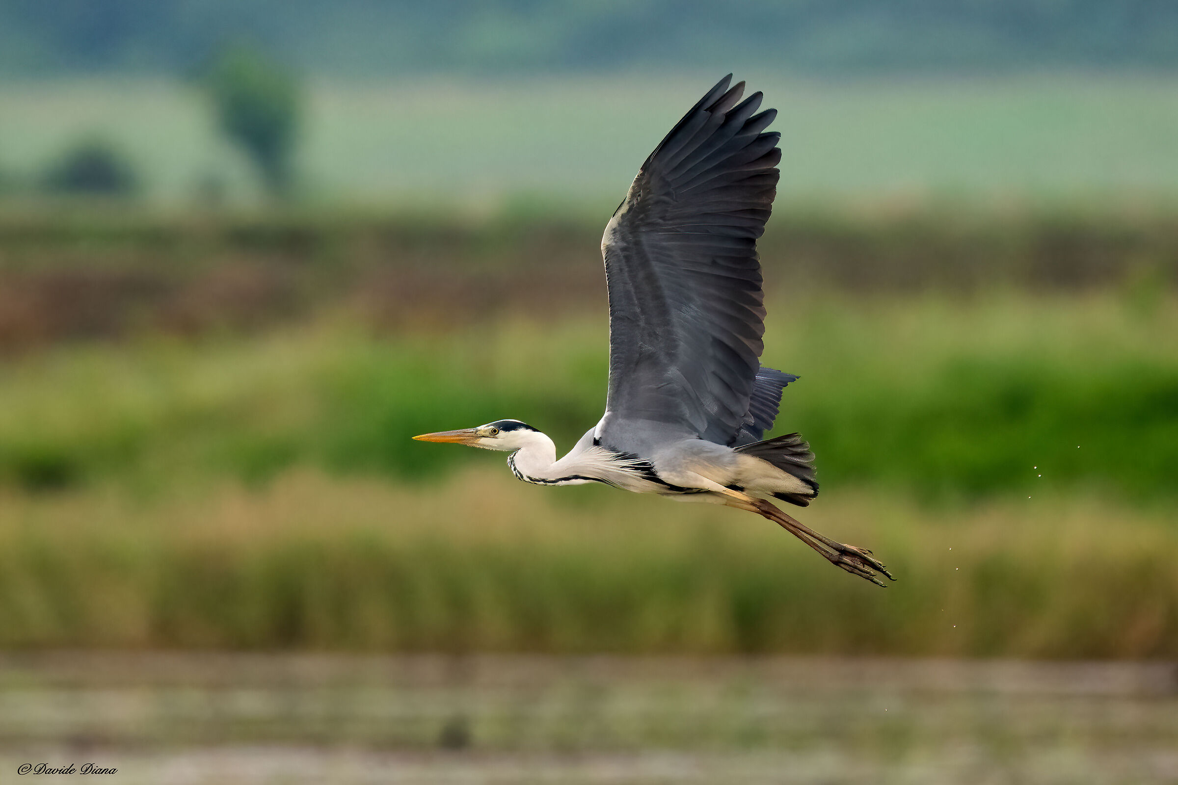 Grey heron