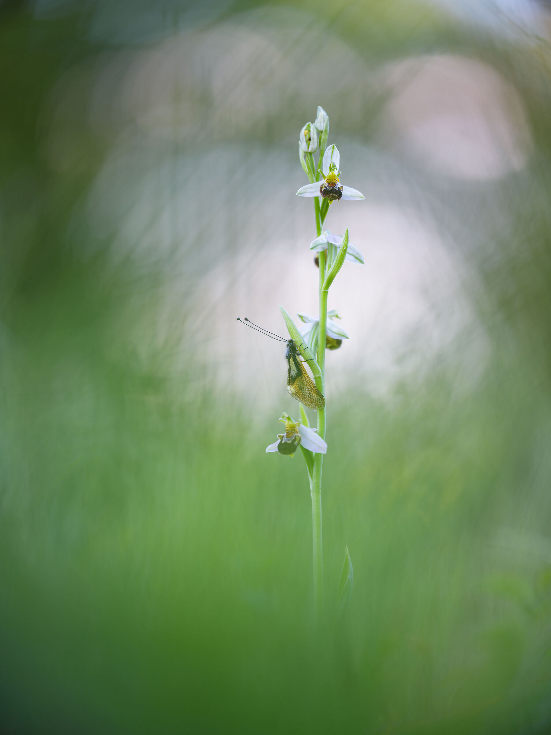 Libelloides coccajus on Ophrys apifera