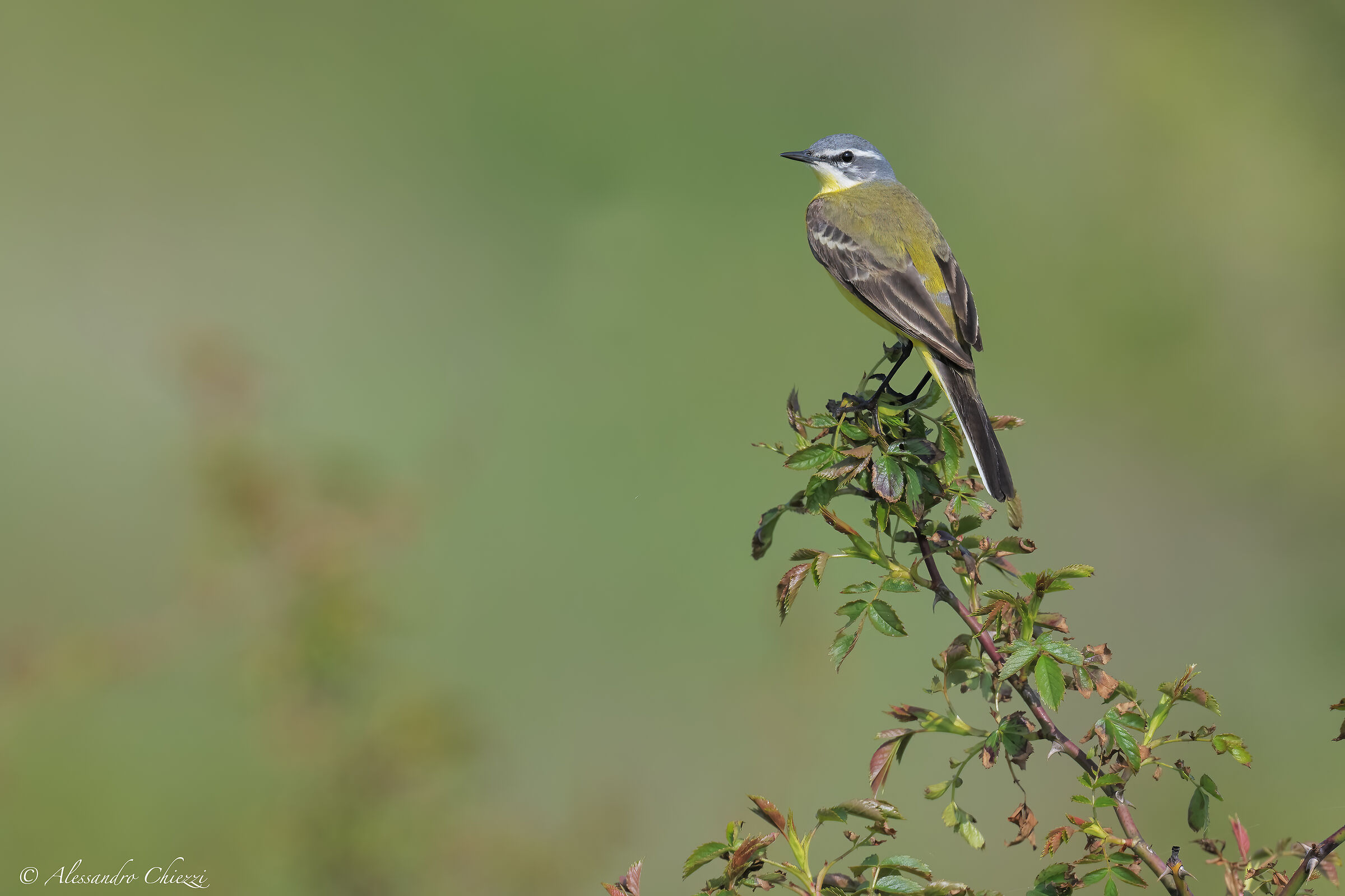 Dutch Wagtail