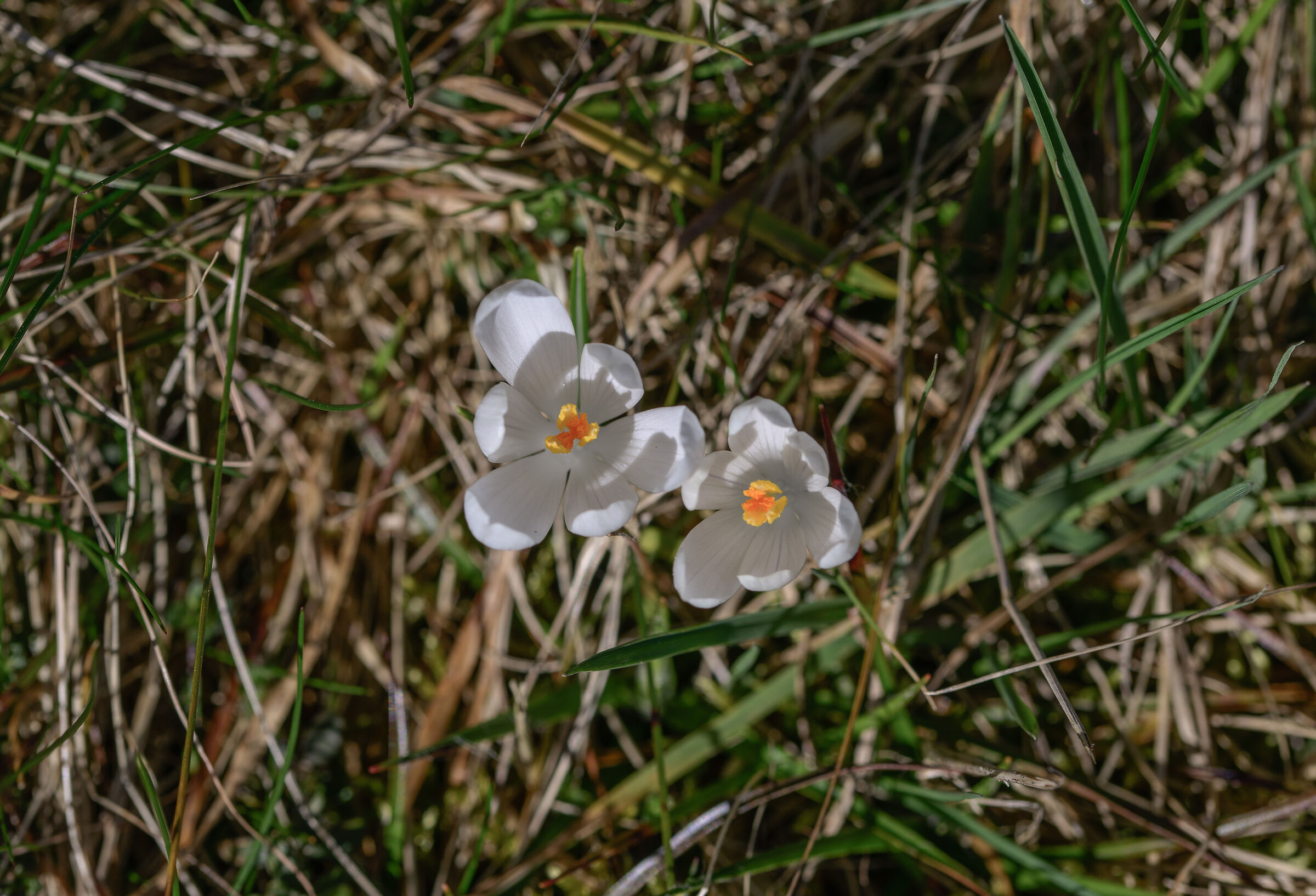 Crocus