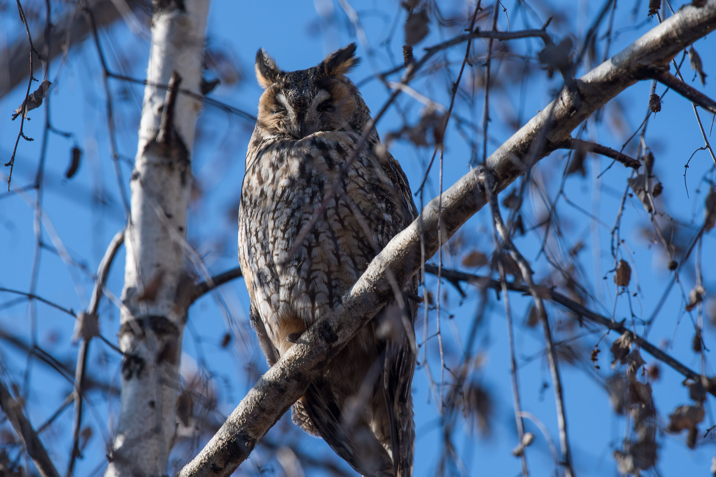 long-eared owl