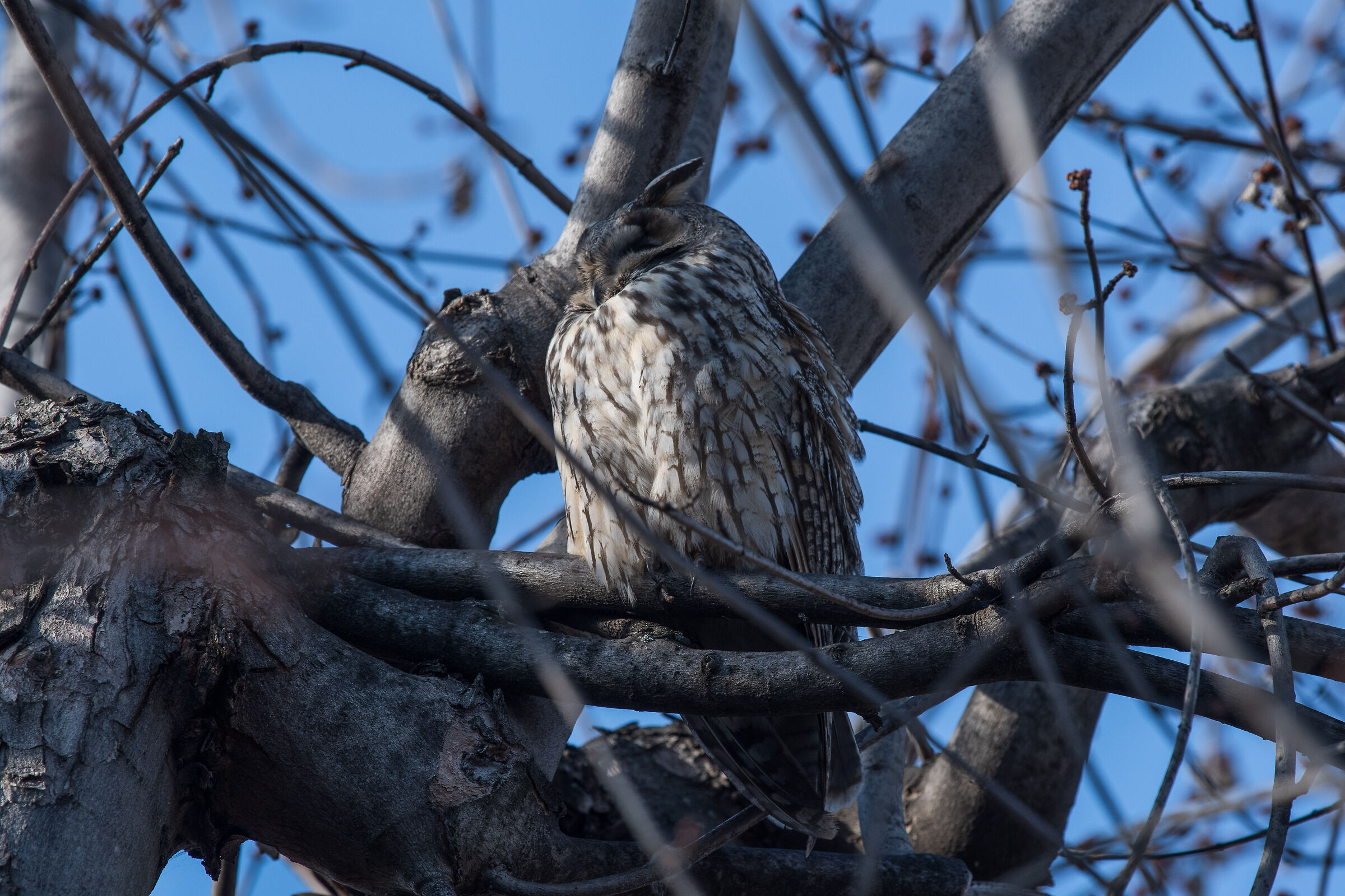 long-eared owl